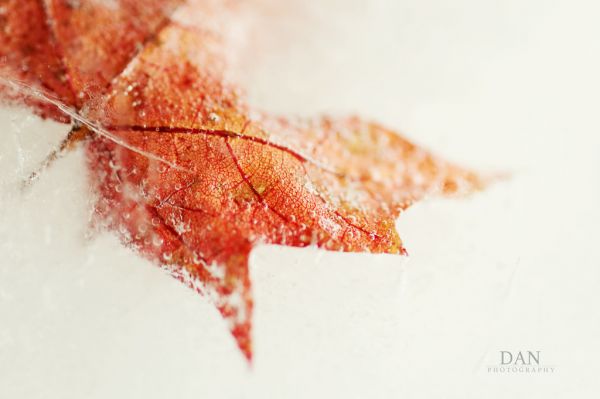 red,cold,macro,ice,frozen,leaf