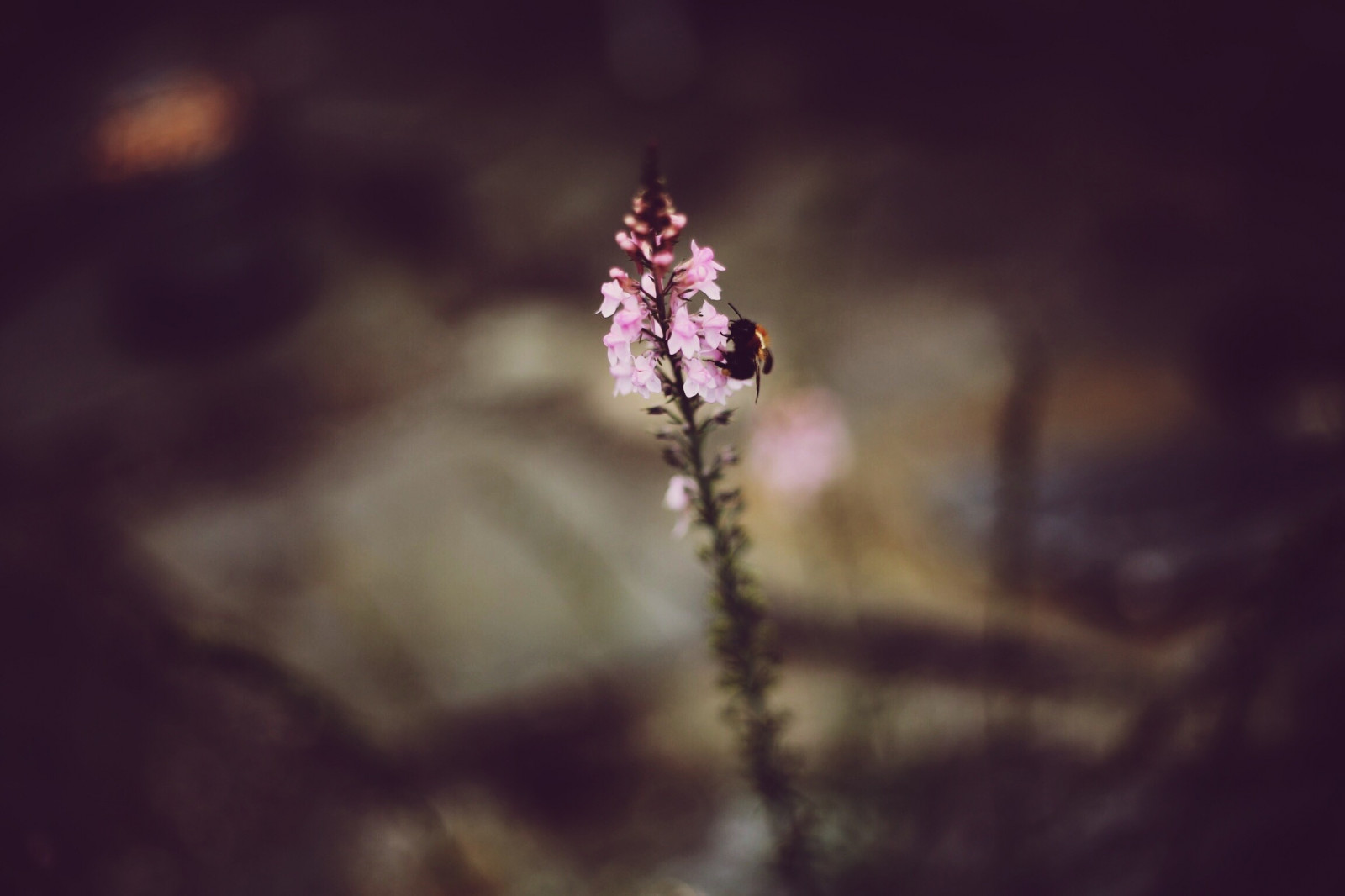 zvěř, hloubka pole, květiny, Příroda, odraz, rostliny, fotografování, hmyz, Hymenoptera, podzim, list, květ, rostlina, flóra, tma, okvětní lístek, zblízka, makro fotografie