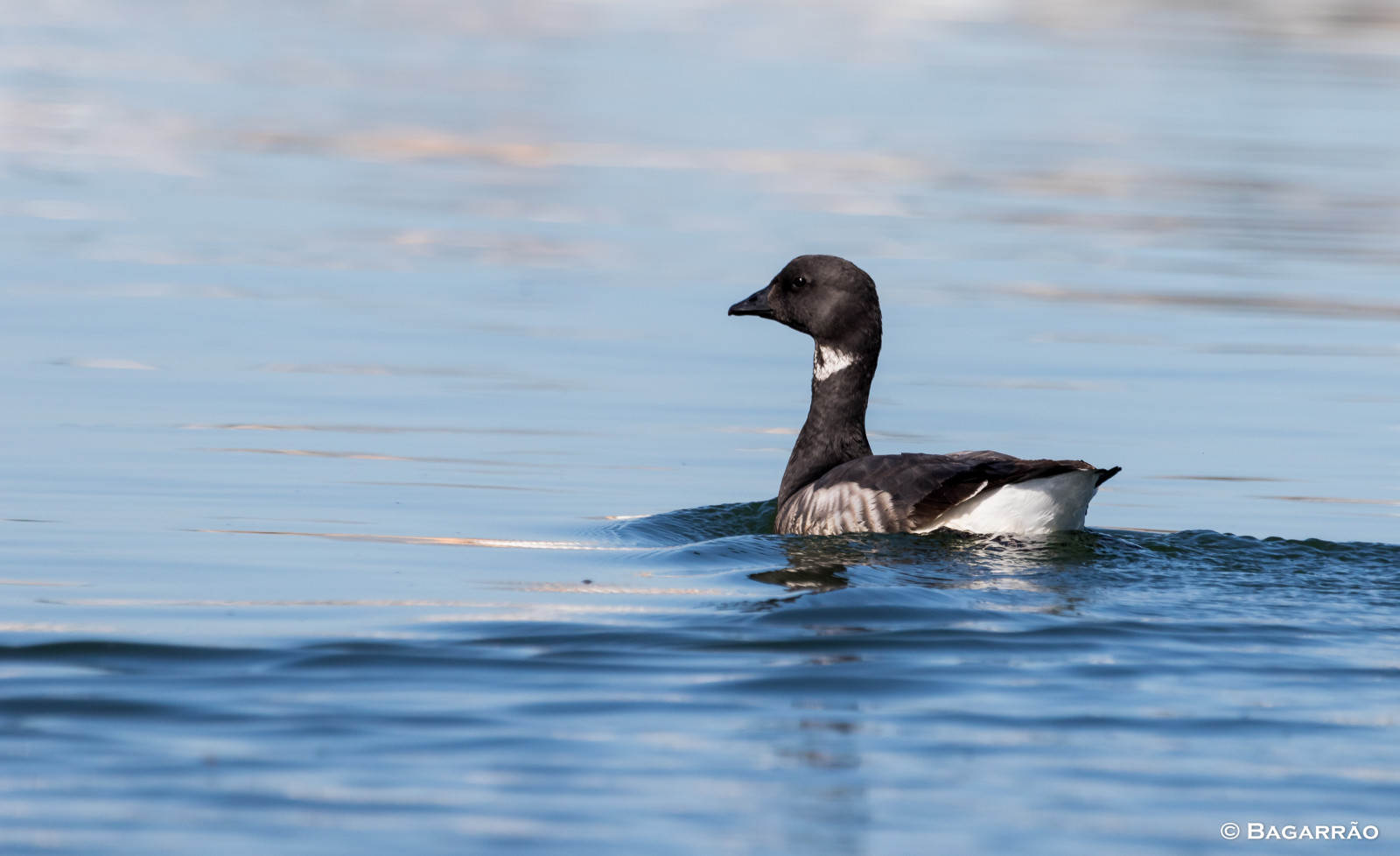 gansodefacespretas, brentgoose, barnaclacarinegra, bernachecravant, brantabernicla, aves, นก, โปรตุเกส, birdphotographing, nocaptivitybirds, freebirds, faunaportuguesa, Faunaib Rica, นกไอบีเรีย, natureza, ธรรมชาติ, การดูนก, สัตว์ป่า, ornitologia, วิทยา, สัตว์ป่า, Vida, selvagem, สัตว์, animais, การดูนก, vidaanimal, avifauna, อุบาทว์, ภาพที่ซ่อน, fotografiadenatureza, การถ่ายภาพ, นักถ่ายภาพธรรมชาติ, ช่างภาพนก, birdwatcher, นก, birdinginthewild, นก, avianphotography, biodiversidade, ความหลากหลายทางชีวภาพ, Algarve, ความพิถีพิถัน, birdsofportugal, birdgate, นก 4all, birdloversalgarve, ภาพนก, birdphotos, naturephotography, wildlifephotography, brantgoose