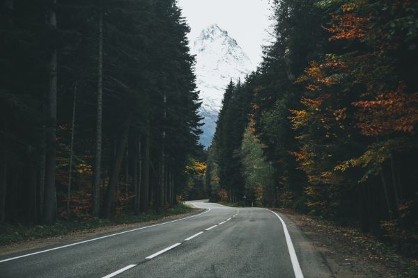 fall,forest,trees,pine trees,road,film grain