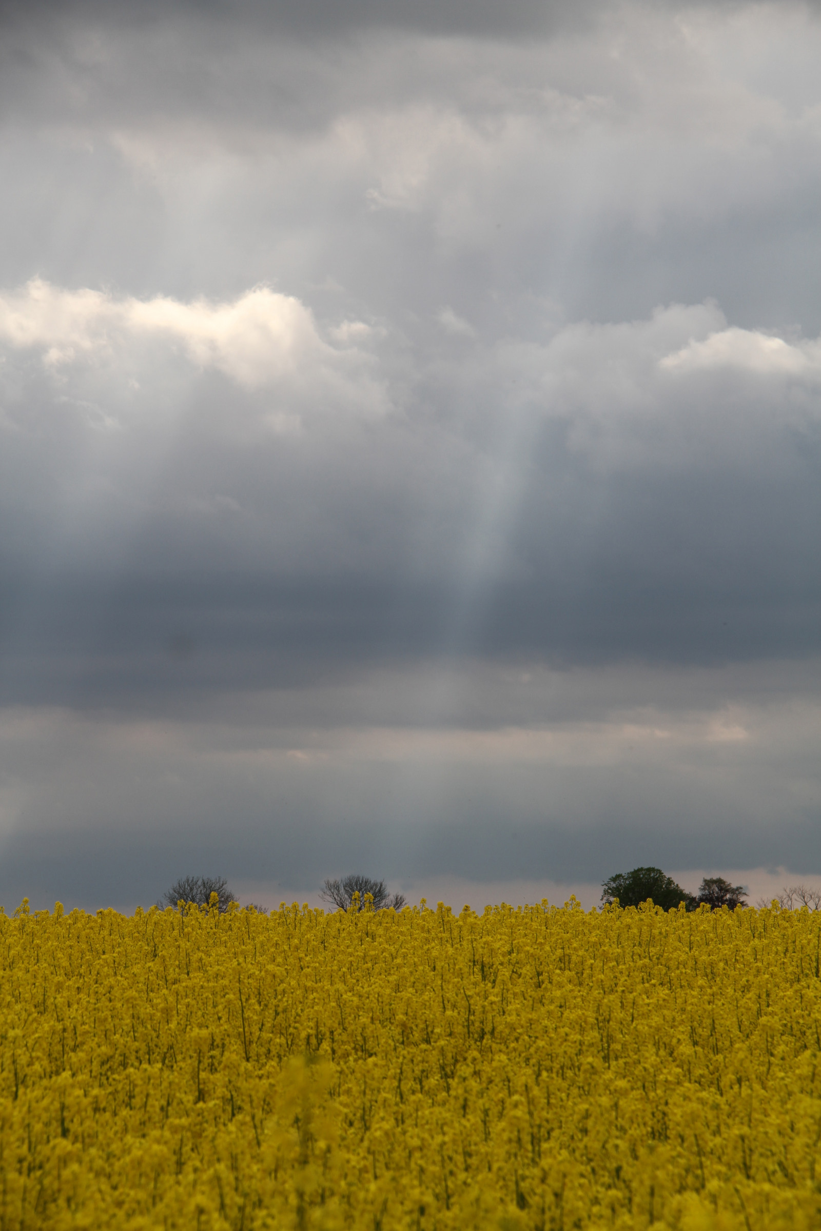 slunečnímu záření, jídlo, Příroda, tráva, nebe, pole, žlutý, ráno, horizont, řepkového, mrak, květ, lučina, rostlina, znásilnění, nárazy, řepka, zemědělství, louka, prostý, prérie, oříznutí, venkov, vyrobit, suchozemská rostlina, kvetoucí rostlina, tráva rodina, zeleninový, brassica, hořčice závod