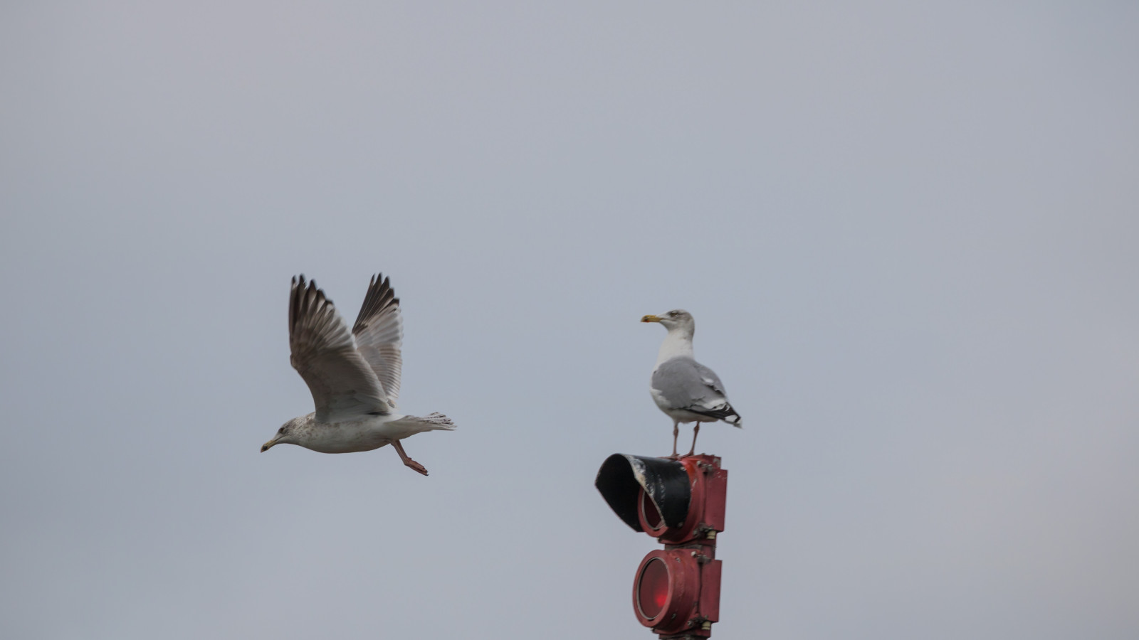 volante, anatra, Oca, Volo, uccello, azione, f gel, modello canoneos760d exif, geocountry, Marca fotocamera Canon, Geocity, modello di fotocamera canoneos760d, geostate, geolocalizzazione, exif fare canon, apertura exif 71, exif ISOSPEED 160, gabbiano, Signorina, ef70300mmf456lisusm lente exif, exif focalLength 300 millimetri, Flyger, uccello marino, ala, fauna, Uccelli acquatici, vertebrato, acqua uccello, anatre, oche e cigni, Charadriiformes