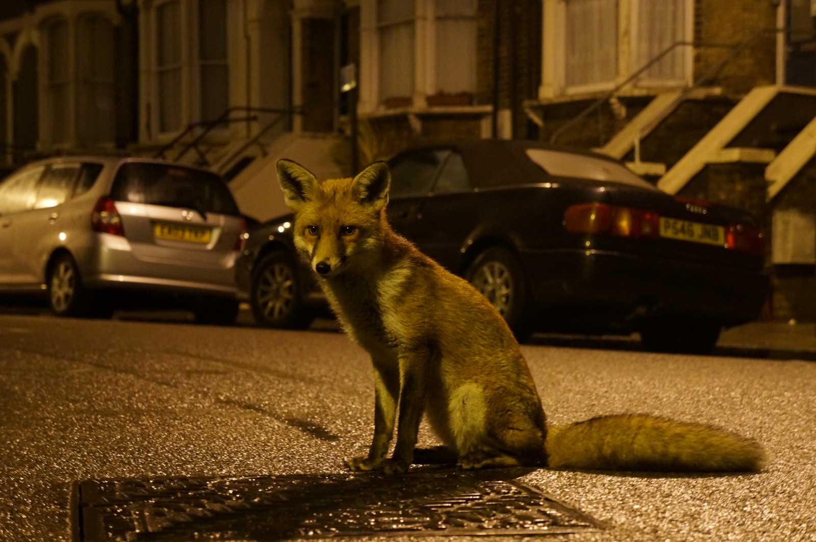 savec, fauna, noc, Volně žijících živočichů, pes jako savec, tma, čenich