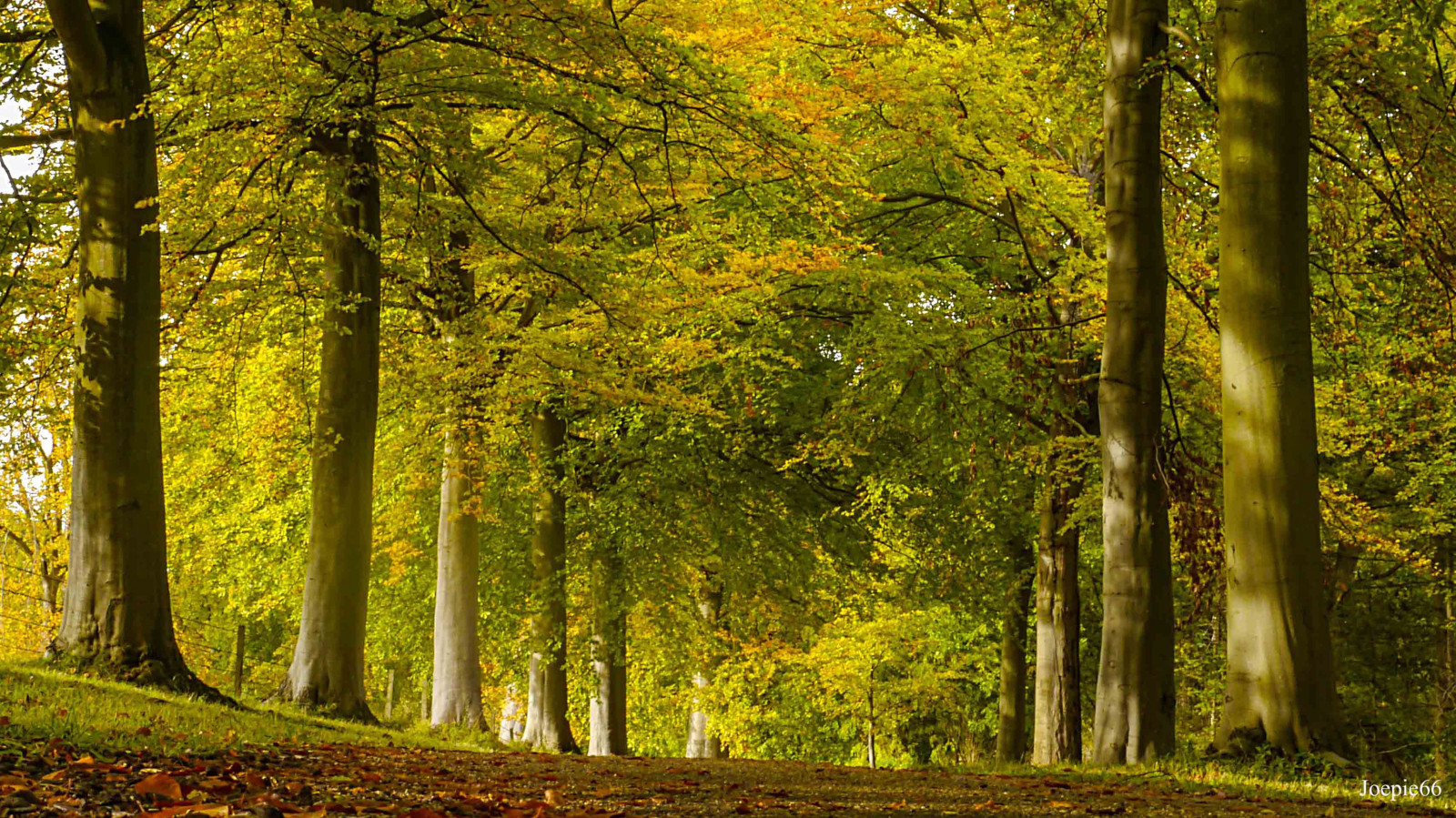 slunečnímu záření, stromy, les, podzim, Příroda, větev, zelená, cesta, Spojené království, strom, podzim, list, rostlina, sezóna, louka, Bedfordshire, zálesí, háj, místo výskytu, přírodní prostředí, dřevina, ekosystém, mírné jehličnatý les, biome, prales, smíšený les, opadavý, jinan dvoulaločný, pegston