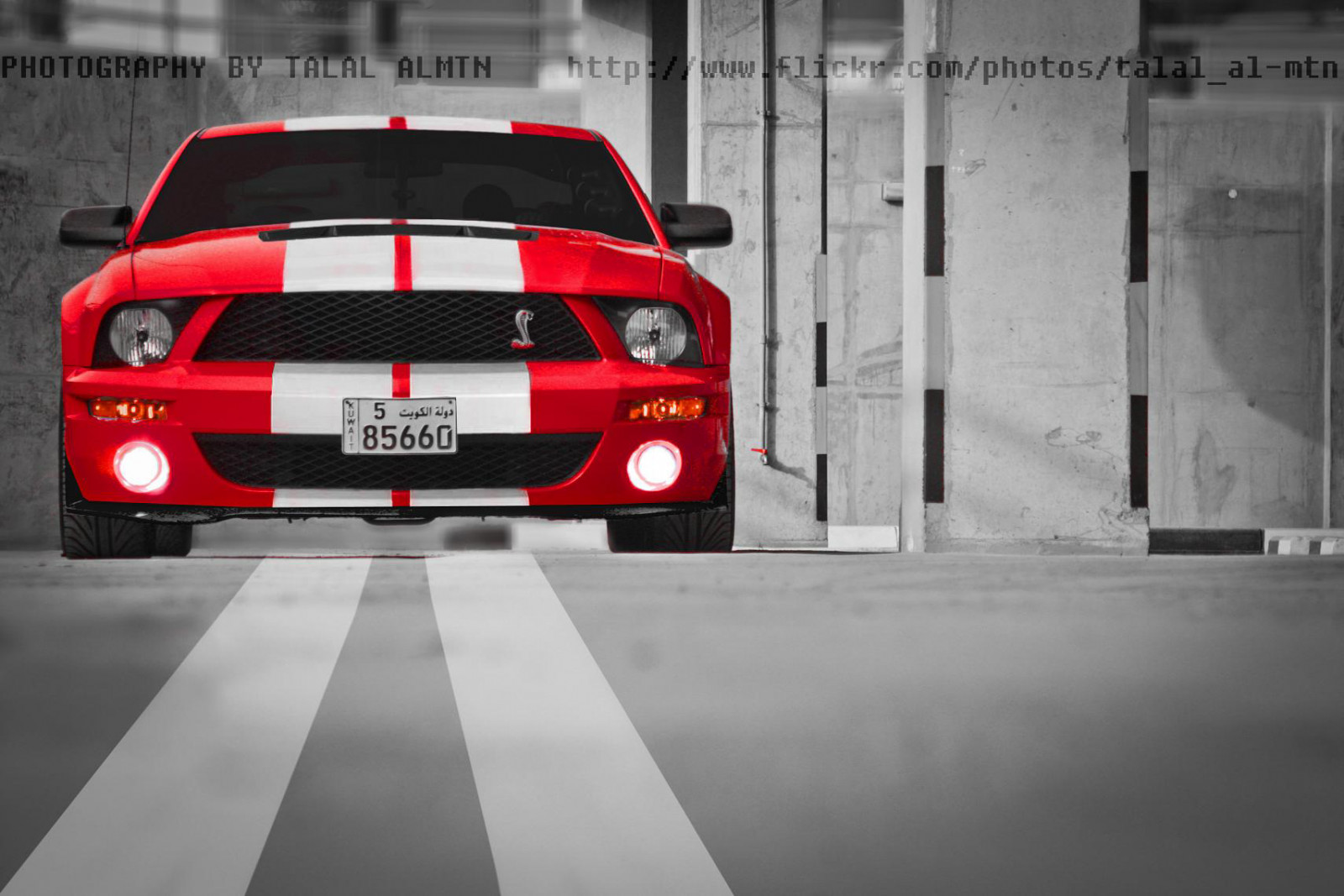 černobílý, auto, Červené, vozidlo, sportovní auto, Brod, Shelby, Kuvajt, GT, Červená čára, Mustang, kolo, superauto, Ford Mustang, pozemní vozidla, automobilového designu, automobilový exteriér, závodní auto, automobil make, luxusní vůz, nárazník, fordgt, kuwaitcity, kWt, mustangs, přeplňovaný, shelbygt500, fordmustanggt, přídavková náplň, redsnake, SuperSnake, mustanggt500, kuwaitcars, LM10, kuwaitracing, talalalmtn, automotiveinkuwait