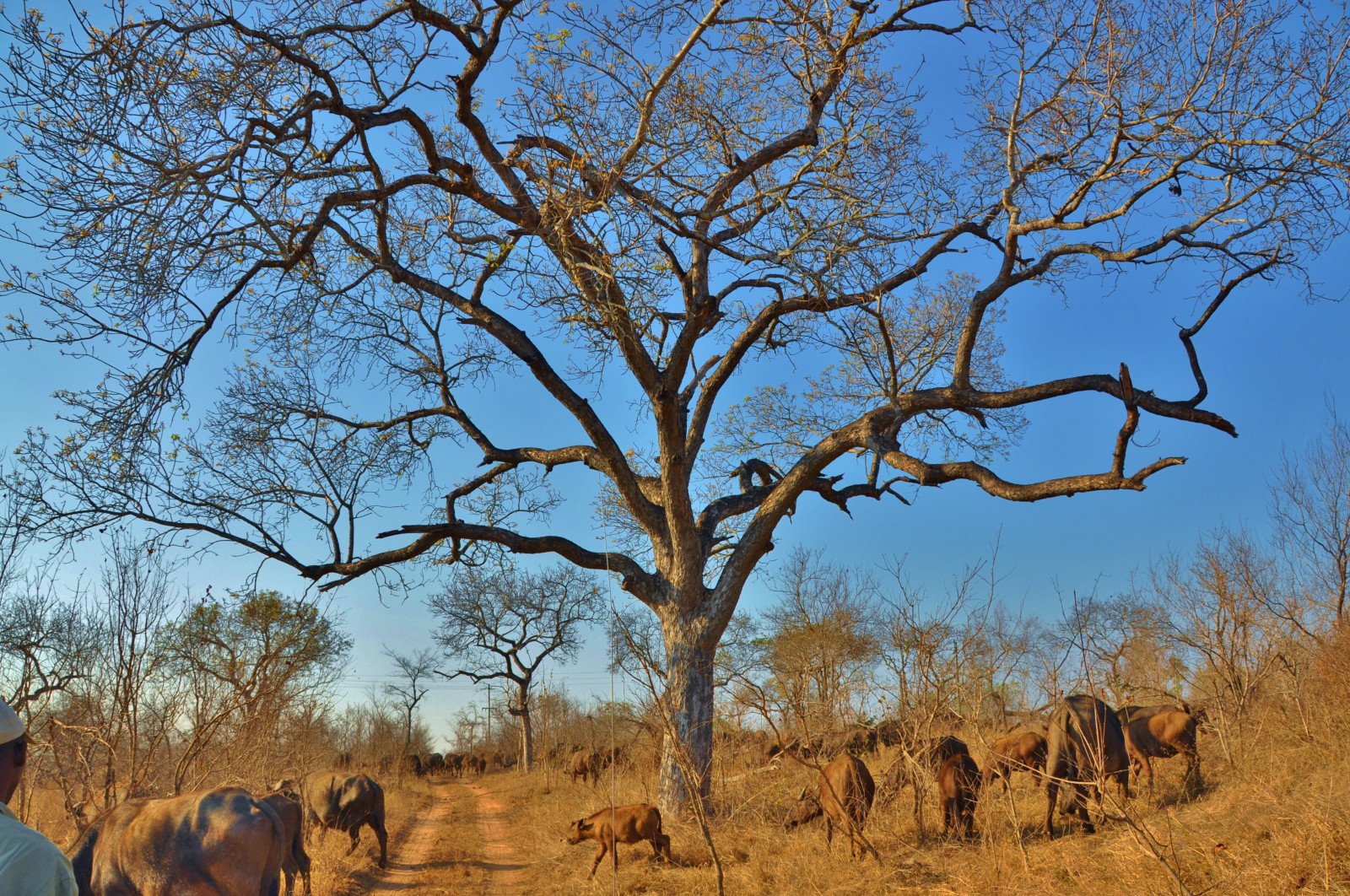 Volně žijících živočichů, strom, ekosystém, savana, divočina, lučina, dřevina, fauna, stádo, přírodní rezervace, Safari, národní park, křoviny, nebe, ekoregion, prostý, větev, prérie, plant community, zálesí, rostlina, step, pastvina, krajina, migrace zvířat, tráva