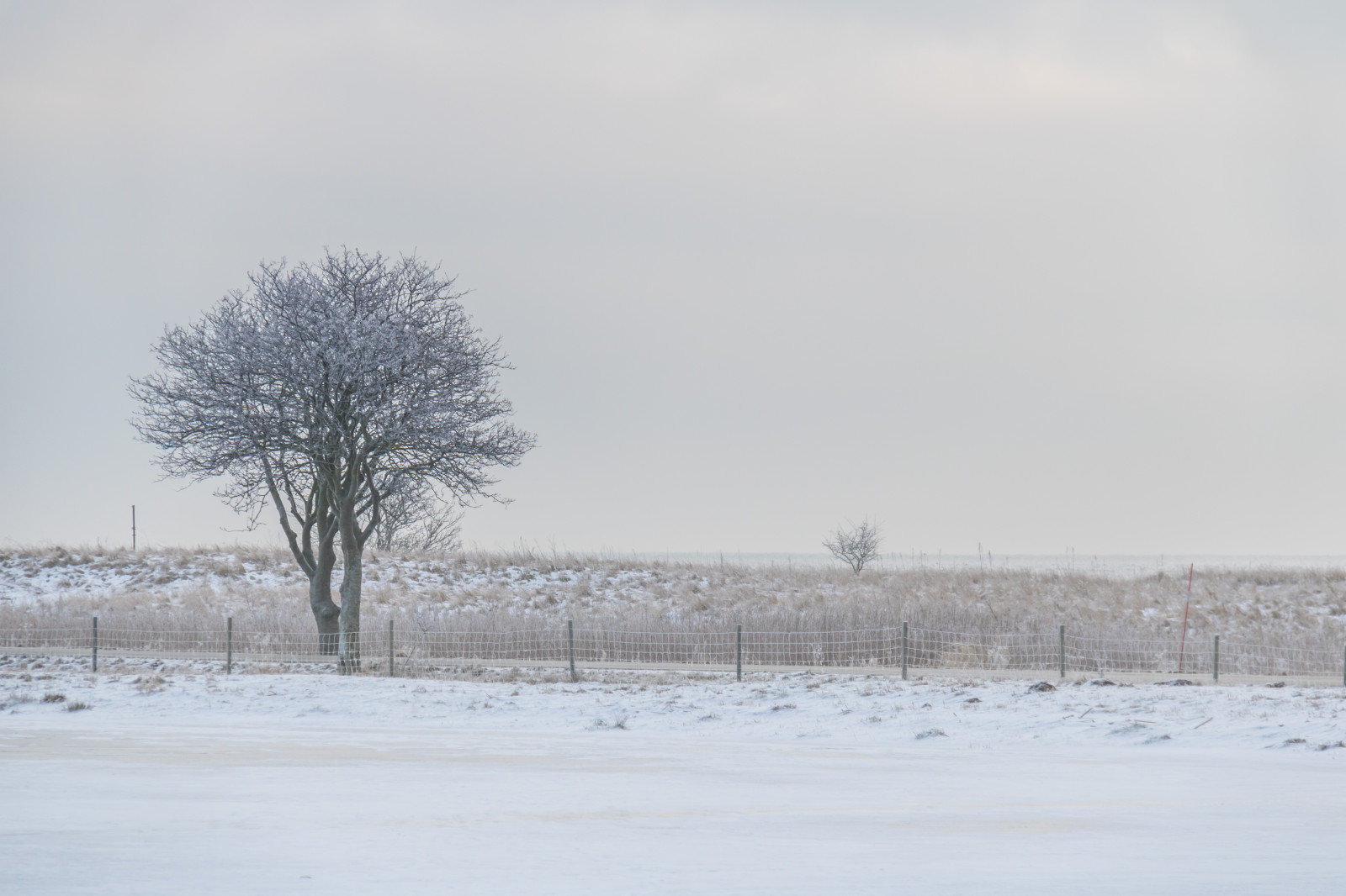 krajina, nebe, sníh, zima, větev, led, ráno, mráz, plot, Jinovatka, zmrazení, strom, scenérie, počasí, sezóna, nebe, Vinter, tr d, landskap, exif modelu canoneos760d, geocountry, Kamera aby kánon, geocity, Model fotoaparátu canoneos760d, geostate, geolocation, EXIF čočka efs18200mmf3556is, EXIF otvor 56, exif aby kánon, exif isospeed 200, exif focallength 130mm, rimfrost, tři, vánice, atmosférický jev, zimní bouře