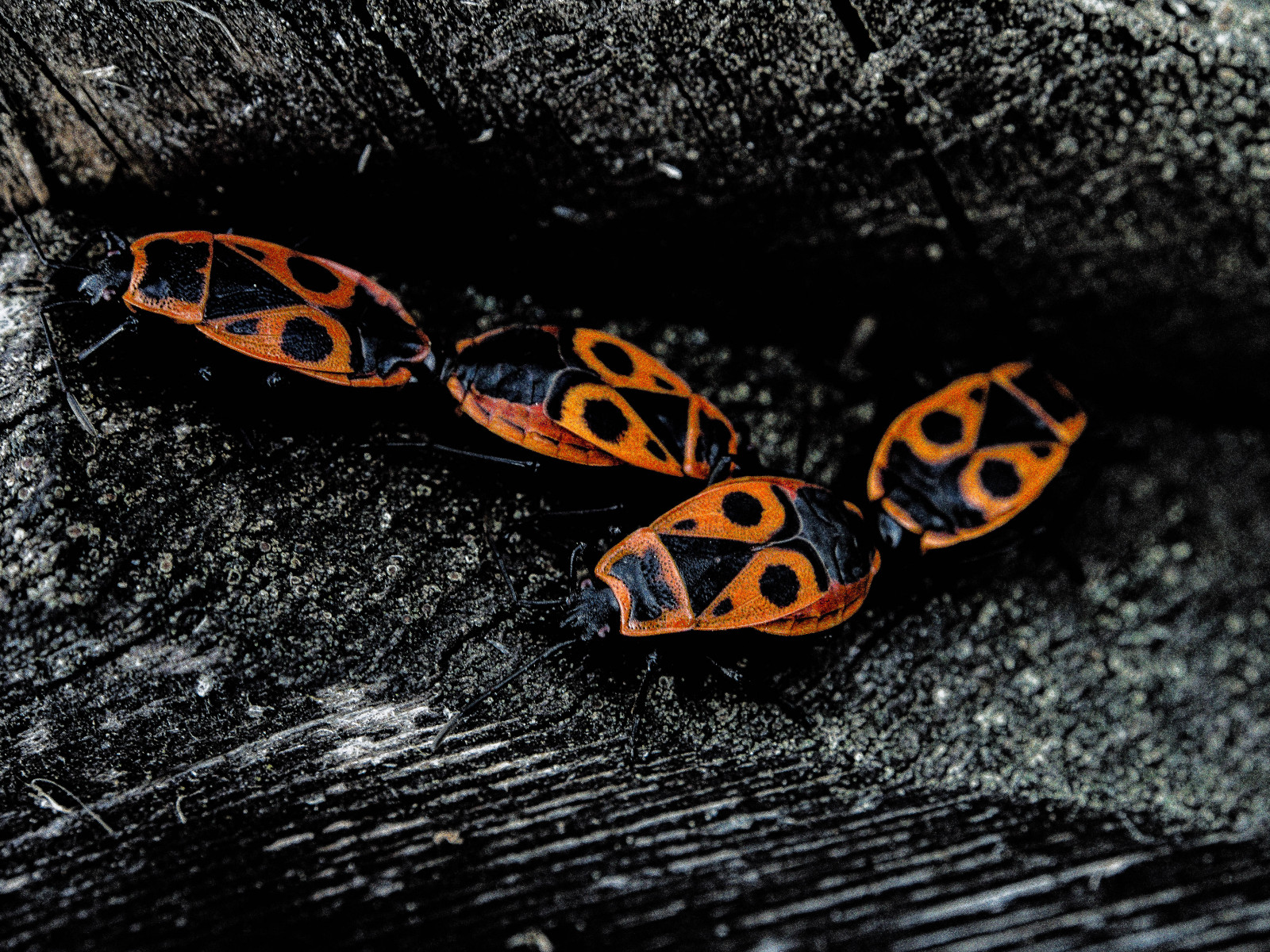 Insects Rural Wallpaper : black, nature, car, insect, rural, Olympus, Beetle ...