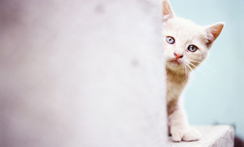 kucing, cahaya, menghadapi, dinding kucing, cahaya, menghadapi, dinding