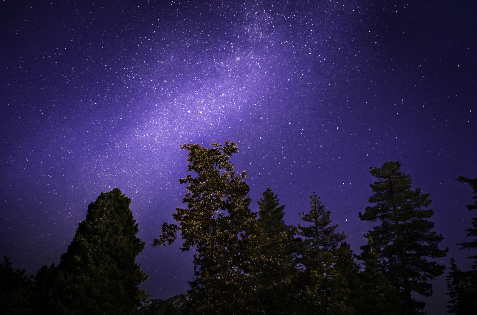 2048x1356 px, trees