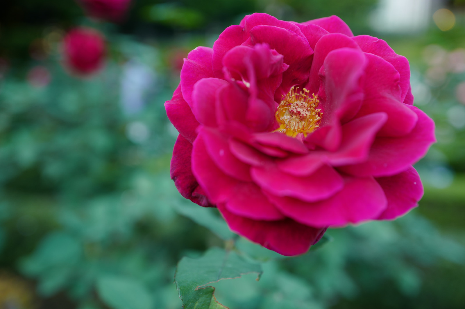 Wallpaper Japan, pink, Leica, Tokyo, Jp, flower, flora, petal