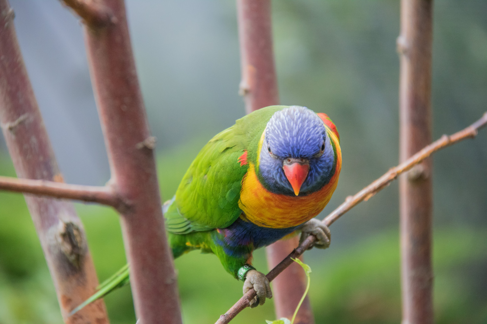 Parrots Denmark Wallpaper : parrot, branch, wildlife, Denmark, beak, bird, danmark, f ...