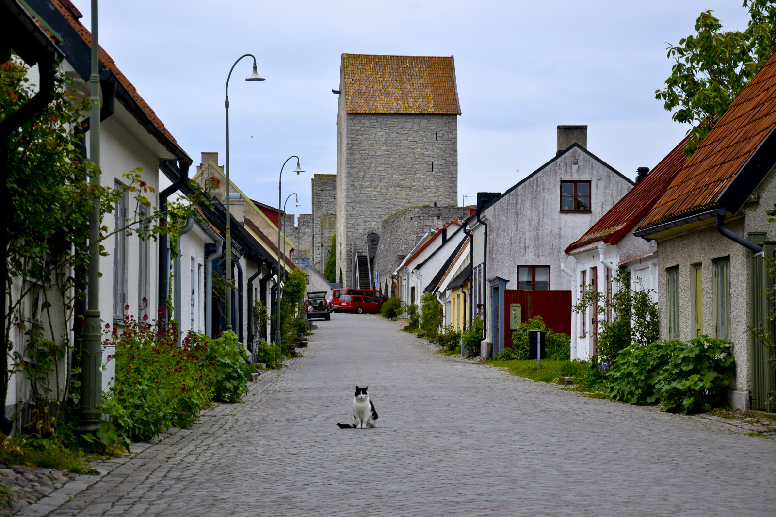 kat, by, gade, himmel, vej, hus, landsby, by, Sverige, forår, Visby, gangbro, sommerhus, Kat, Sverige, Skandinavien, ejendom, 2014, træ, gyde, katt, hjem, Gotland, ostsee, facade, Skandinavien, bane, balticsea, kvarter, boligområde, ejendom, Schweden, vejbelægning, katze, Varen, Fruhling