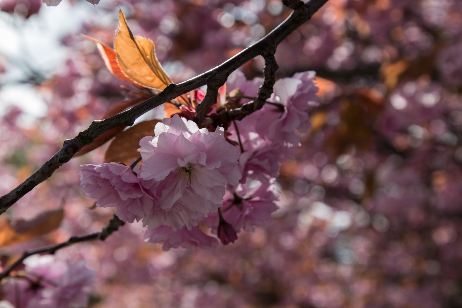 květiny, Příroda, větev, Třešňový květ, květ, růžový, jaro, strom, podzim, list, květ, rostlina, sezóna, flóra, okvětní lístek, vyrobit, botanika, suchozemská rostlina, kvetoucí rostlina, zblízka, keř, makro fotografie