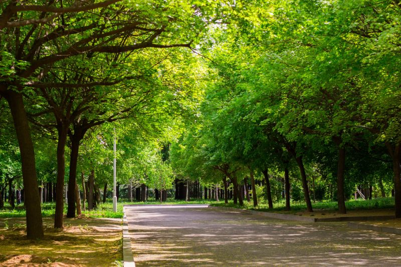 luce del sole, foresta, giardino, strada, natura, parco luce del sole, foresta, giardino, strada, natura, parco