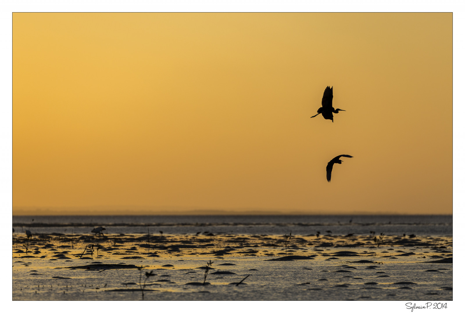 landskab, solnedgang, hav, vand, kyst, himmel, strand, solopgang, berolige, aften, morgen, kyst, Sol, Canon, orange, horisont, tropisk, Mozambique, Afrika, ø, indiske, Lightroom, paysage, Sky, daggry, fugl, greatphotographers, ocean, bølge, marinemaleri, øer, vegetation, havfugle, Soleil, mer, plage, ile, nuage, reflet, 6d, NGC, eau, Afrique, jaune, indien, coucherdesoleil, oiseaux, ombres, Charadriiformes, viveza, økoregion, shorebird, ecume, Ibo, oceanindien, tropique, quirimbasarchipelago, quirimbasnationalpark, canon70300lis, sylvainpons, stock photography