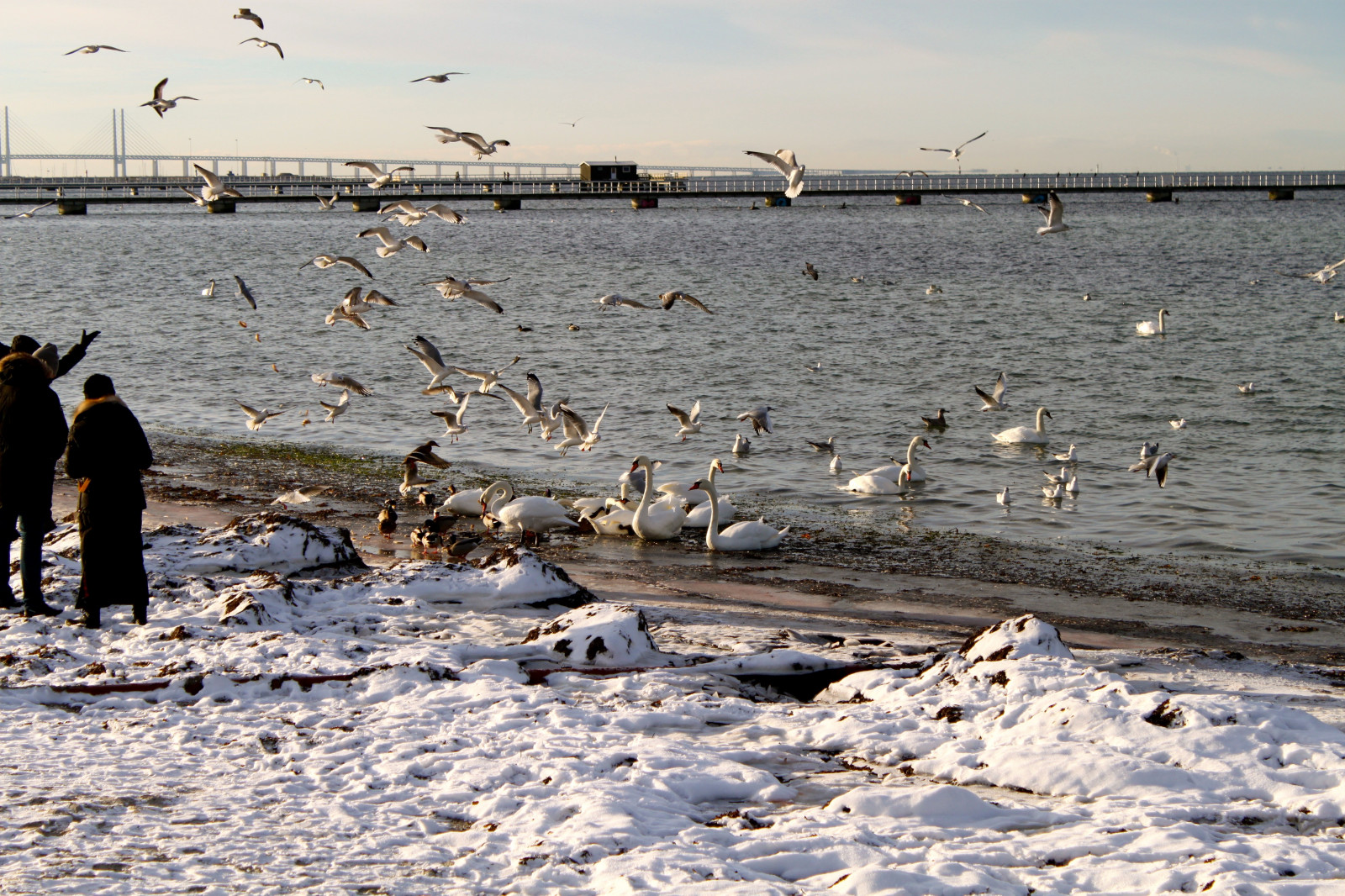 moře, voda, pobřeží, zima, pláž, pobřeží, most, Volně žijících živočichů, Švédsko, světlo, pták, oceán, Ribersborg, ribban, Brygga, Malmo, Kallis, kallbadhuset, bathinghouse, racek, mořský pták, vodní pták, Charadriiformes, mělčina při ústí řeky, migrace zvířat