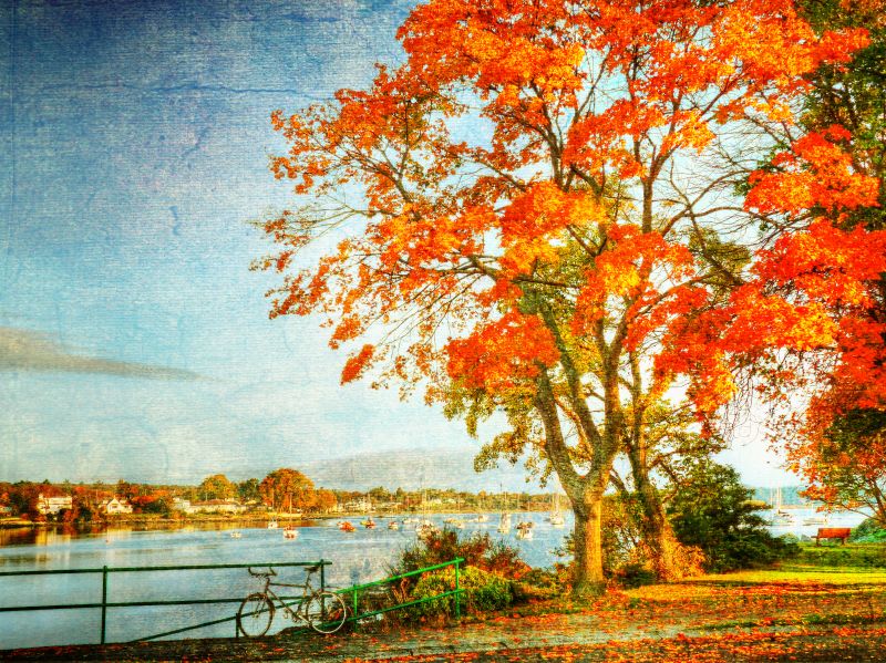 jeseň,červená,spadnúť,strom,záliv,HDR