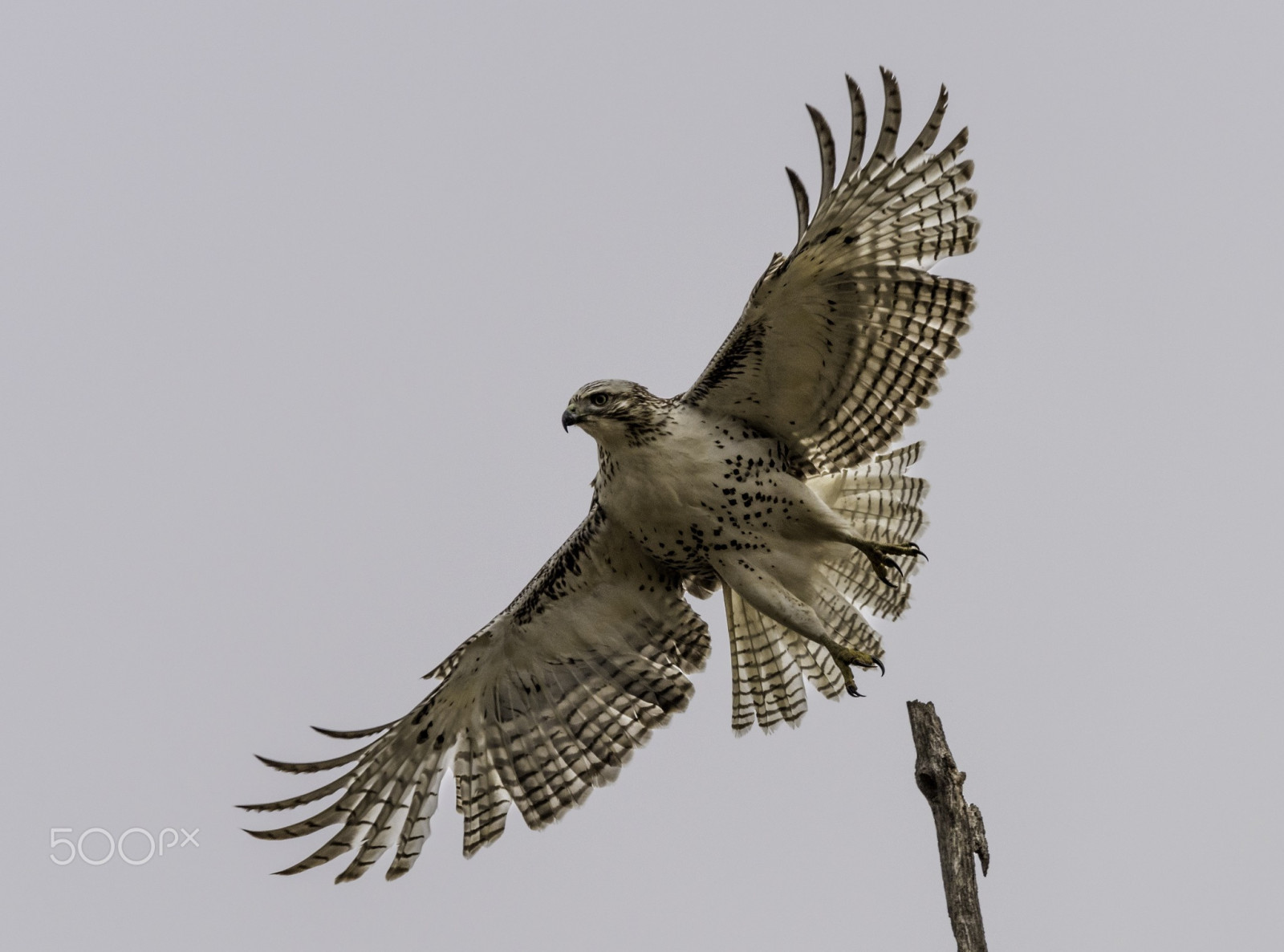 Wallpaper landscape, birds, animals, nature, photography, bird of