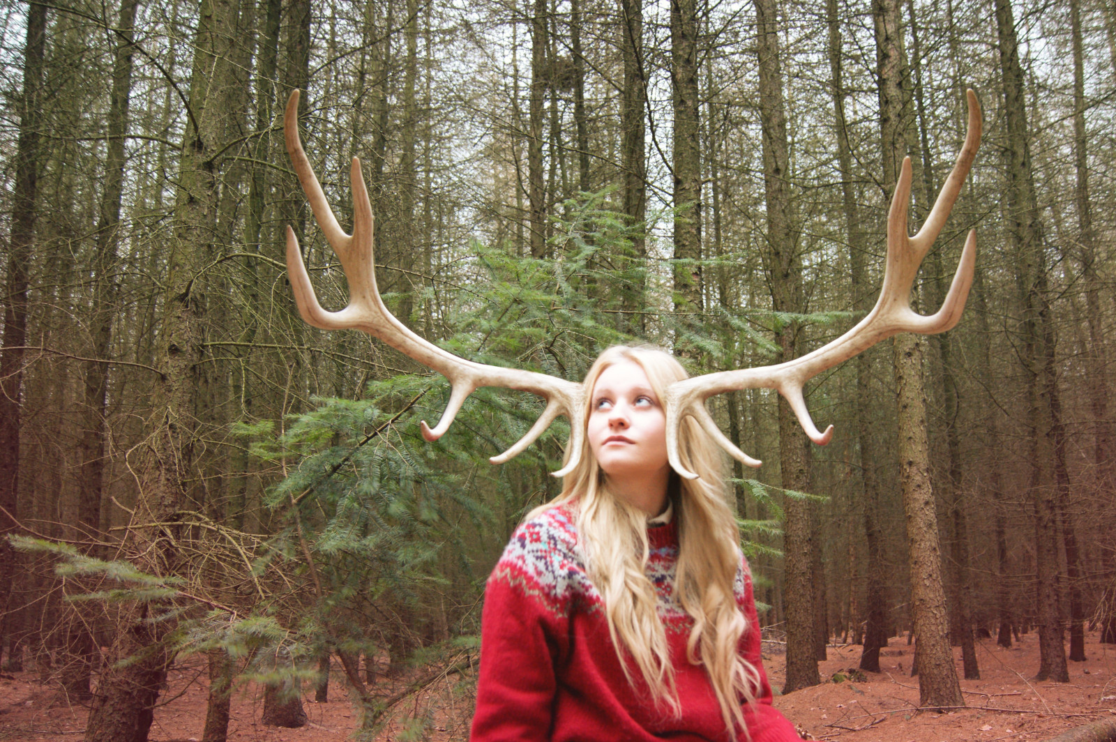 les, Jelen, tráva, dřevo, růžky, Volně žijících živočichů, strom, rostlina, dívka, srna, zálesí, paroh