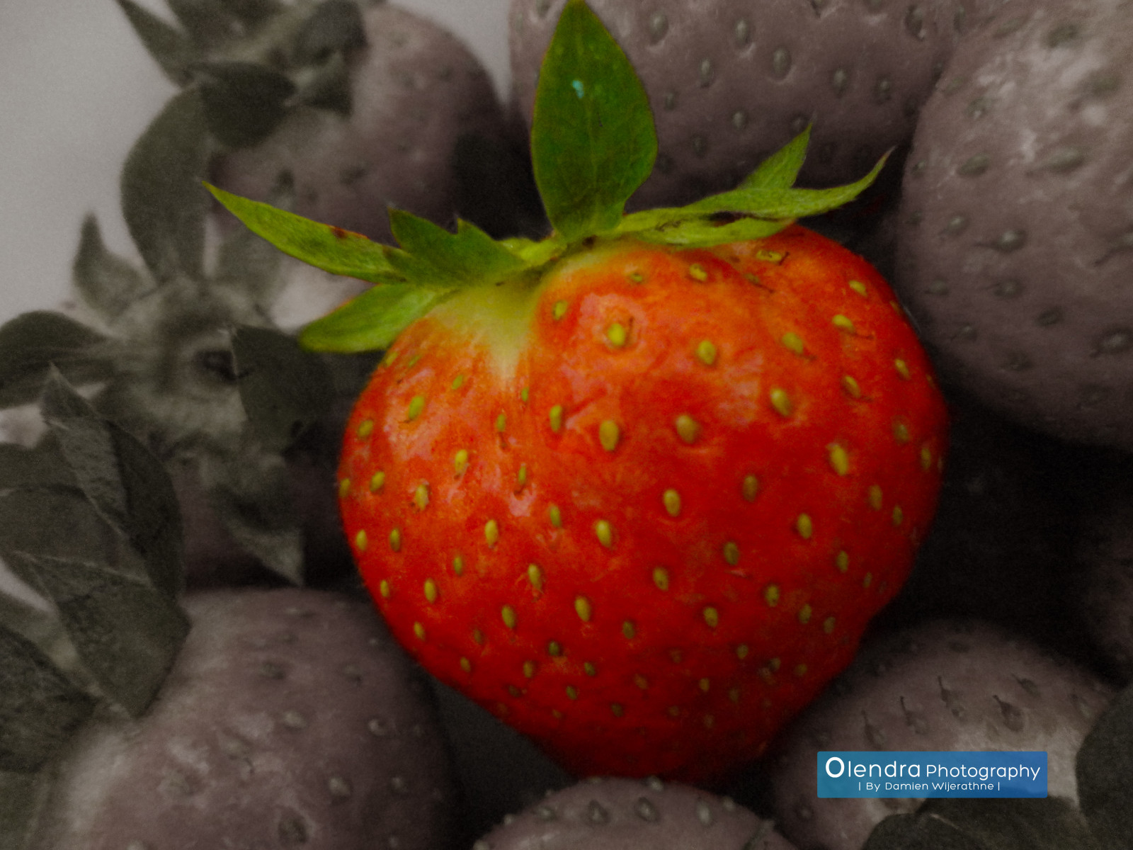 fotografie, rostliny, Příroda, ovoce, fotografování, design, fotografie, flickr, grafický, fotky, tvořivý, jahody, naturephotography, Olendraphotography, Damienwijerathne