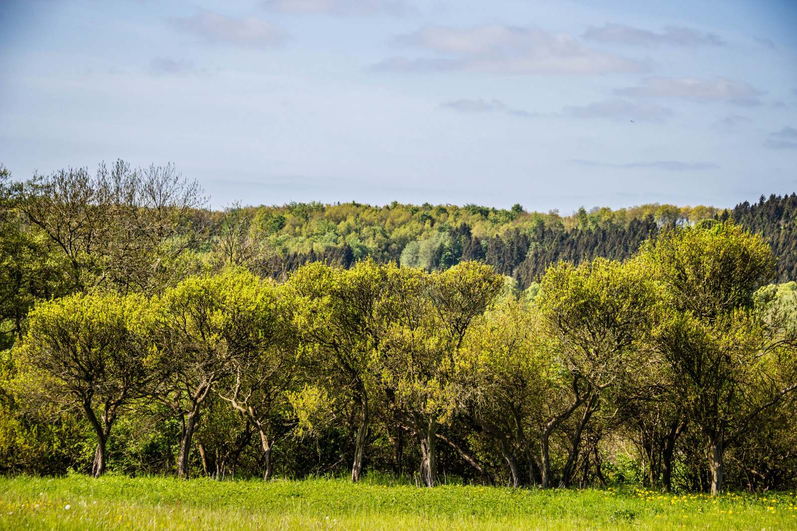 krajina, les, kopec, Příroda, tráva, nebe, park, pole, zelená, mokřadní, mrak, strom, podzim, list, květ, lučina, rostlina, pastvina, landsbygd, f lt, landskap, Kamera aby kánon, geolocation, EXIF čočka efs18200mmf3556is, exif aby kánon, EXIF isospeed 100, EXIF otvor 71, gr n, exif focallength 80mm, Model fotoaparátu canoneos100d, exif modelu canoneos100d, fyledalen, benestadbackar, countyside, Kull, louka, trávník, zálesí, prérie, venkov, místo výskytu, přírodní prostředí, dřevina, geografický rys, ekosystém, savana