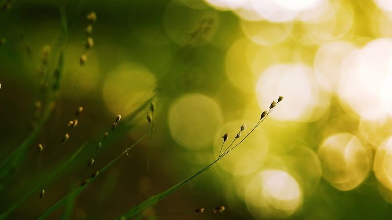 Příroda, fotografování, detailní, slunečnímu záření, listy, tráva Příroda, fotografování, detailní, slunečnímu záření, listy, tráva