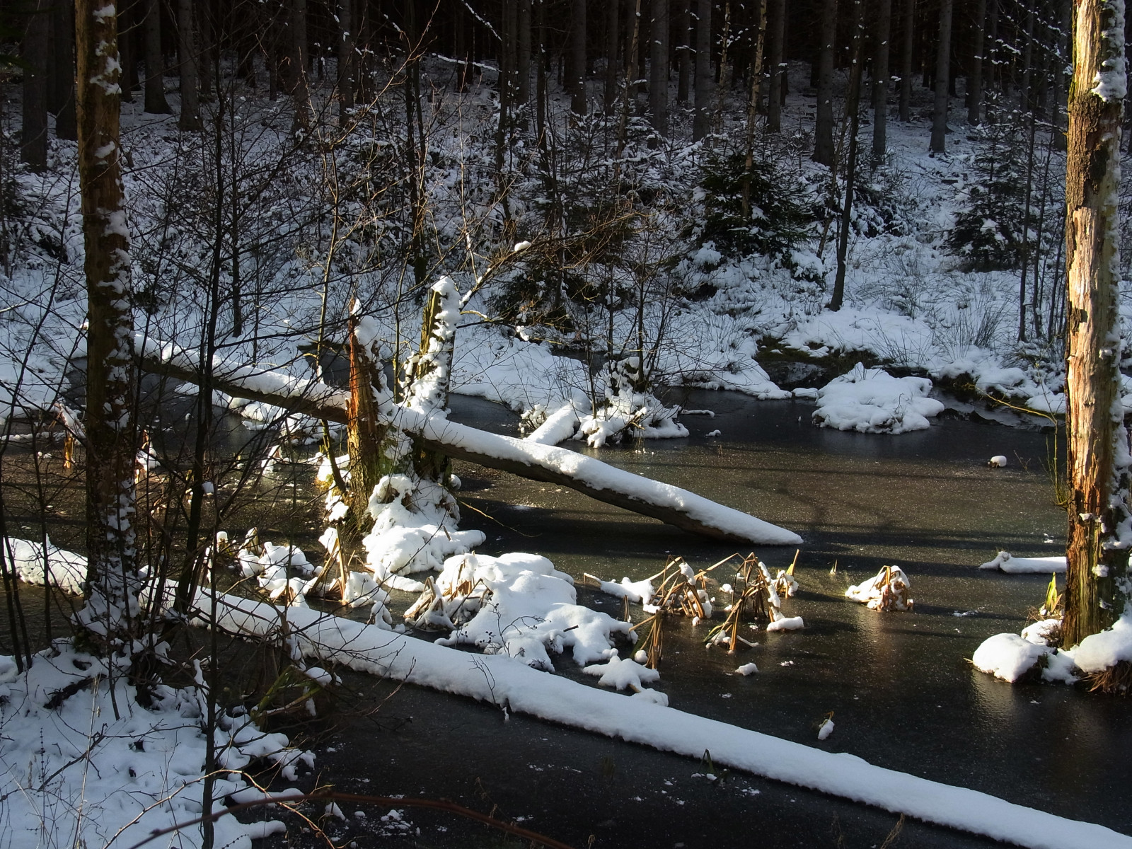 Wallpaper jahreszeiten, winter, Wald, teich, eis, schnee, kalt