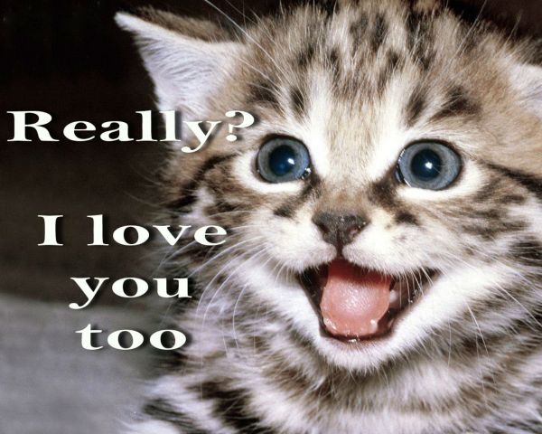 cat, funny, grumpy, humor, kitten, 1440x1152 px