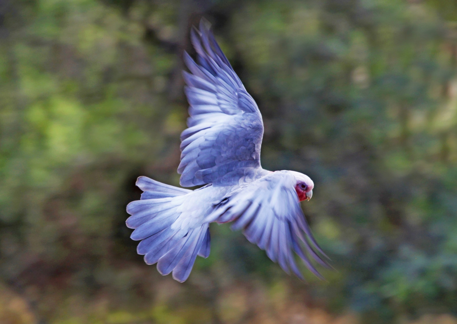 ráno, Příroda, detailní, inflight, jaro, dof, Volně žijících živočichů, Papoušek, Austrálie, Victoria, národní geografie, Galah, ptáčník, Cacatua, Narrowdepthoffield, makrofotografie, Eolophusroseicapillus, closetonature, Westerfoldspark, greenbokeh, concordians, slbflying, Panningphotograhy