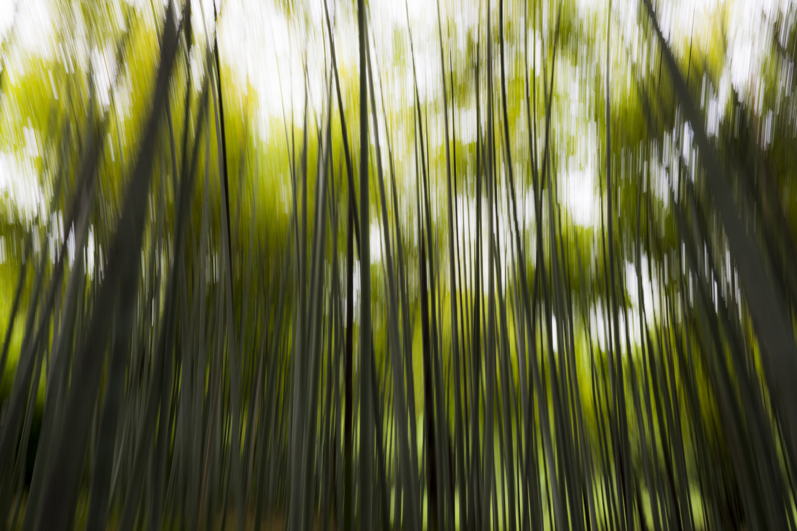 letní, Řím, roma, zelená, primavera, jaro, Nikon, majetek, bambus, D800, Ortobotanico, orto, nikonian, nikonista, nikon2470f28, Acidbamboo