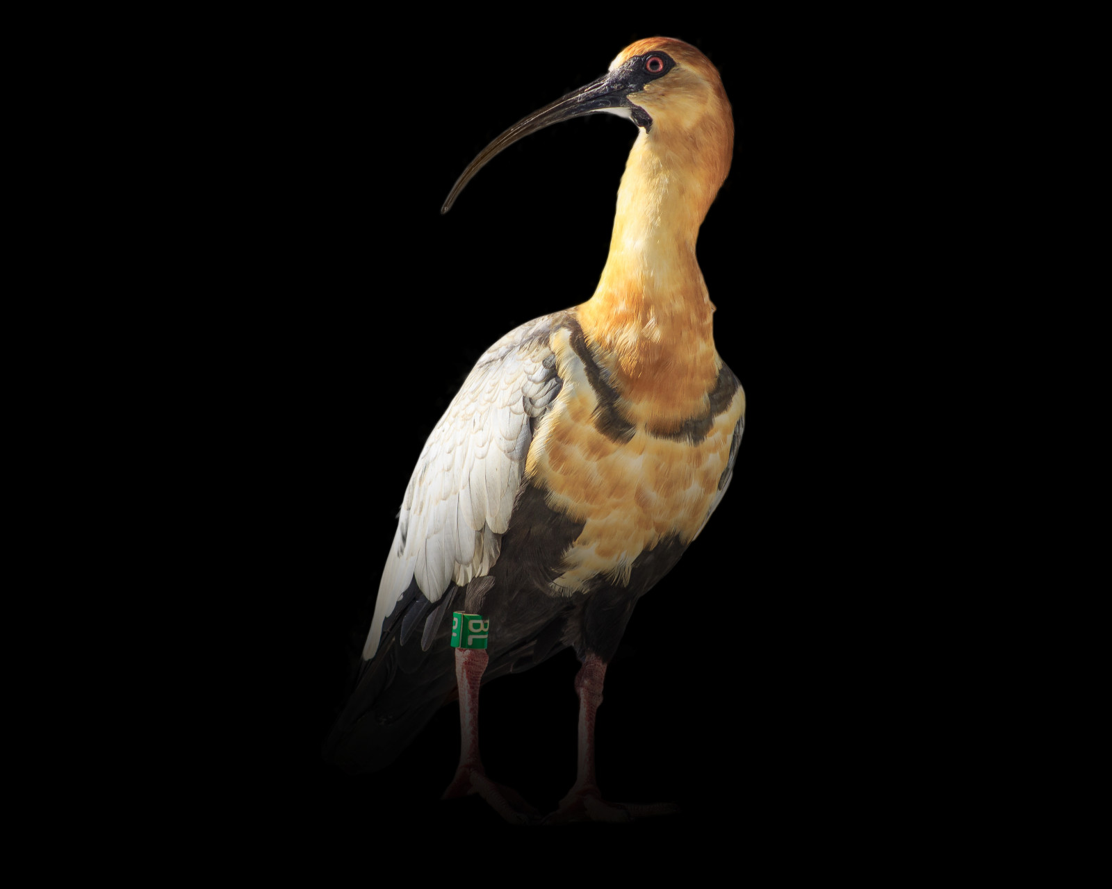 Sfondi jacksonvillezoo, animale, Aza, Zoo, zoosofthesouth