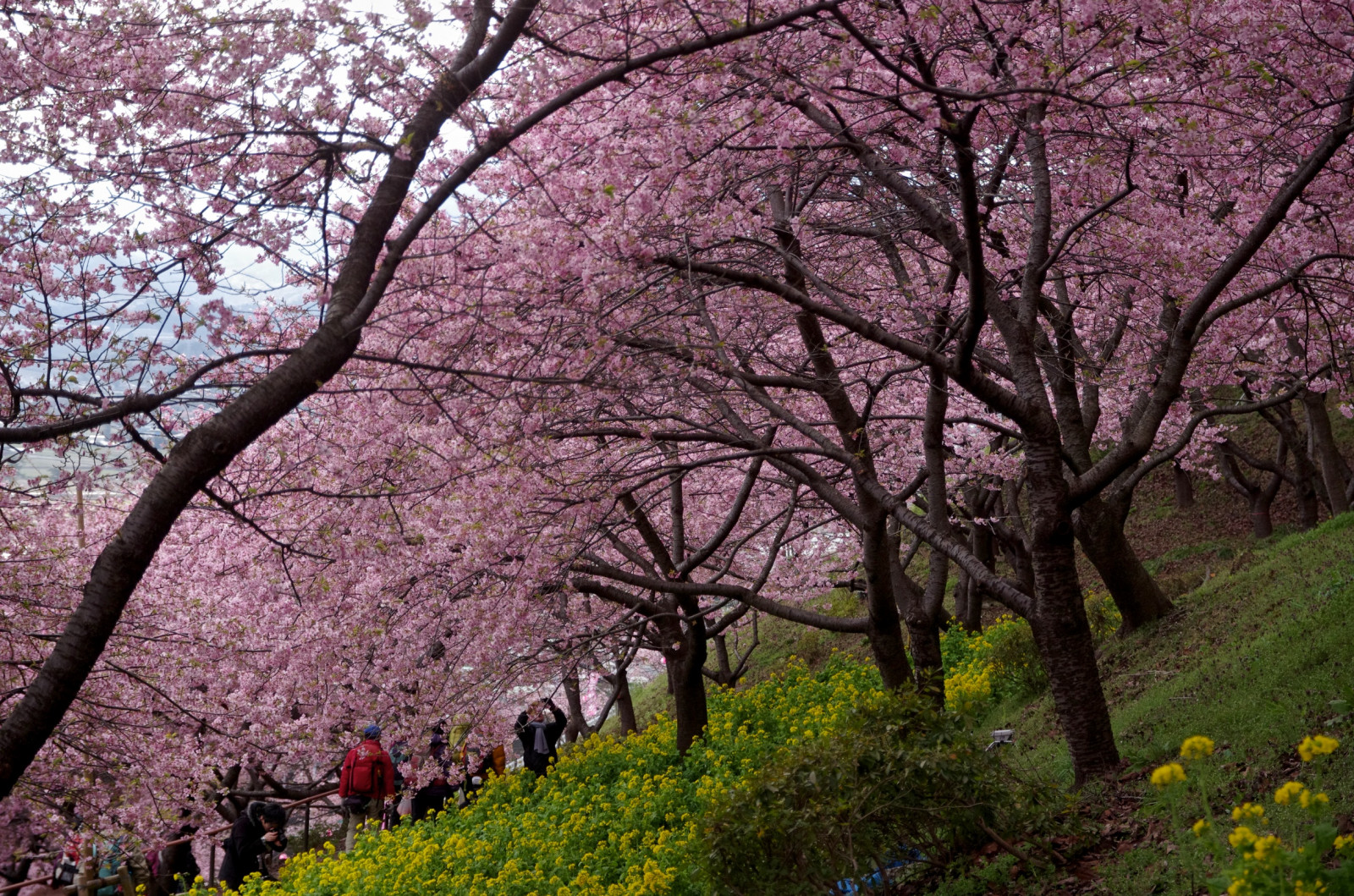 dřevo, květ, makro, strom, Japonsko, jaro, pentax, sigma, okvětní lístek, Třešňový květ, sakura, pentaxart