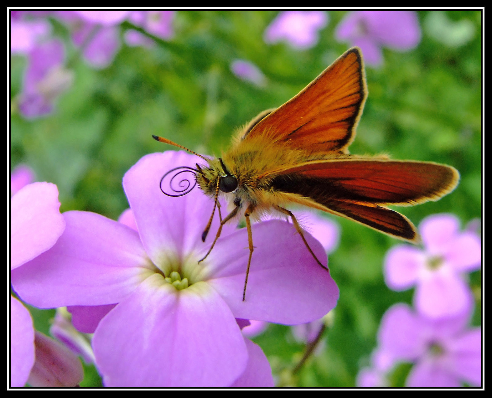 Příroda, motýl, hmyz, hmyz, Soe, thegalaxy, flickrdiamond, theunforgettablepictures, theperfectphotographer, spiritofphotography, wonderfulworldofmacro, mygearandmepremium, mygearandmebronze, mygearandmesilver, mygearandmegold, mygearandmeplatinum, mygearandmediamond