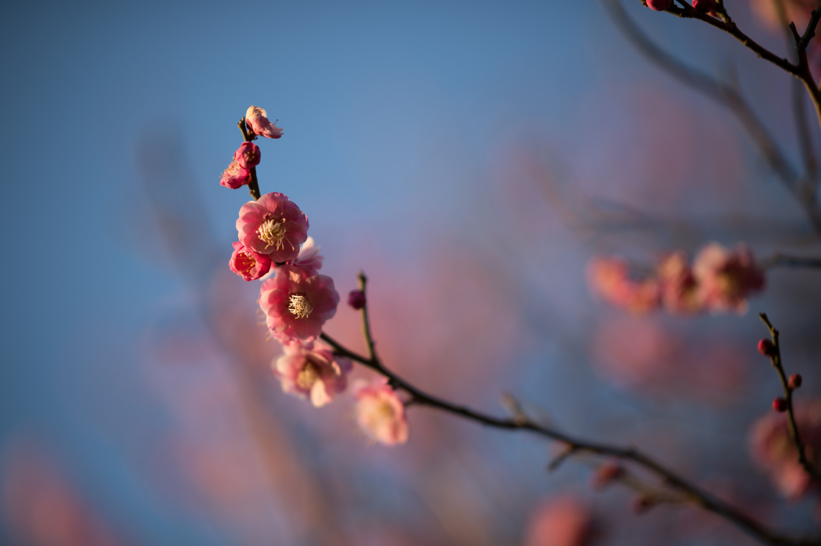 Japonsko, slunečnímu záření, západ slunce, Příroda, Červené, odraz, fotografování, větev, Třešňový květ, Nikon, květ, jaro, Tokio, jp, barva, strom, NIKKOR, podzim, list, květ, rostlina, sezóna, švestka, UME, flóra, afs105mmf14eed, afsnikkor105mmf14eed, df, Ikegami, japaneseapricot, ikegamiplumpark, počítač tapeta, vyrobit, makro fotografie