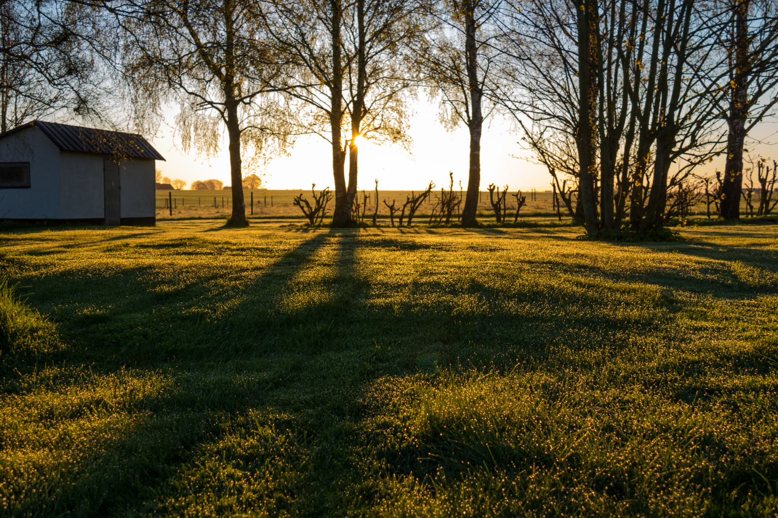 slunečnímu záření, krajina, les, západ slunce, Příroda, tráva, stín, pole, svítání, večer, ráno, strom, podzim, list, svítání, rostlina, sezóna, zlatá hodina, s dersl tt, skugga, gyllenetimmen, louka, trávník, zálesí, prérie, venkov, místo výskytu, přírodní prostředí, dřevina