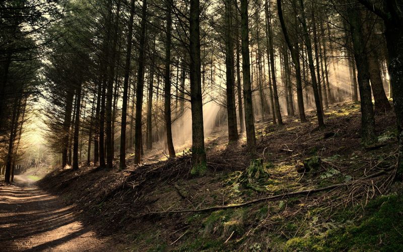 lumina soarelui, pădure, natură, dimineaţă, pustie, copac lumina soarelui, pădure, natură, dimineaţă, pustie, copac