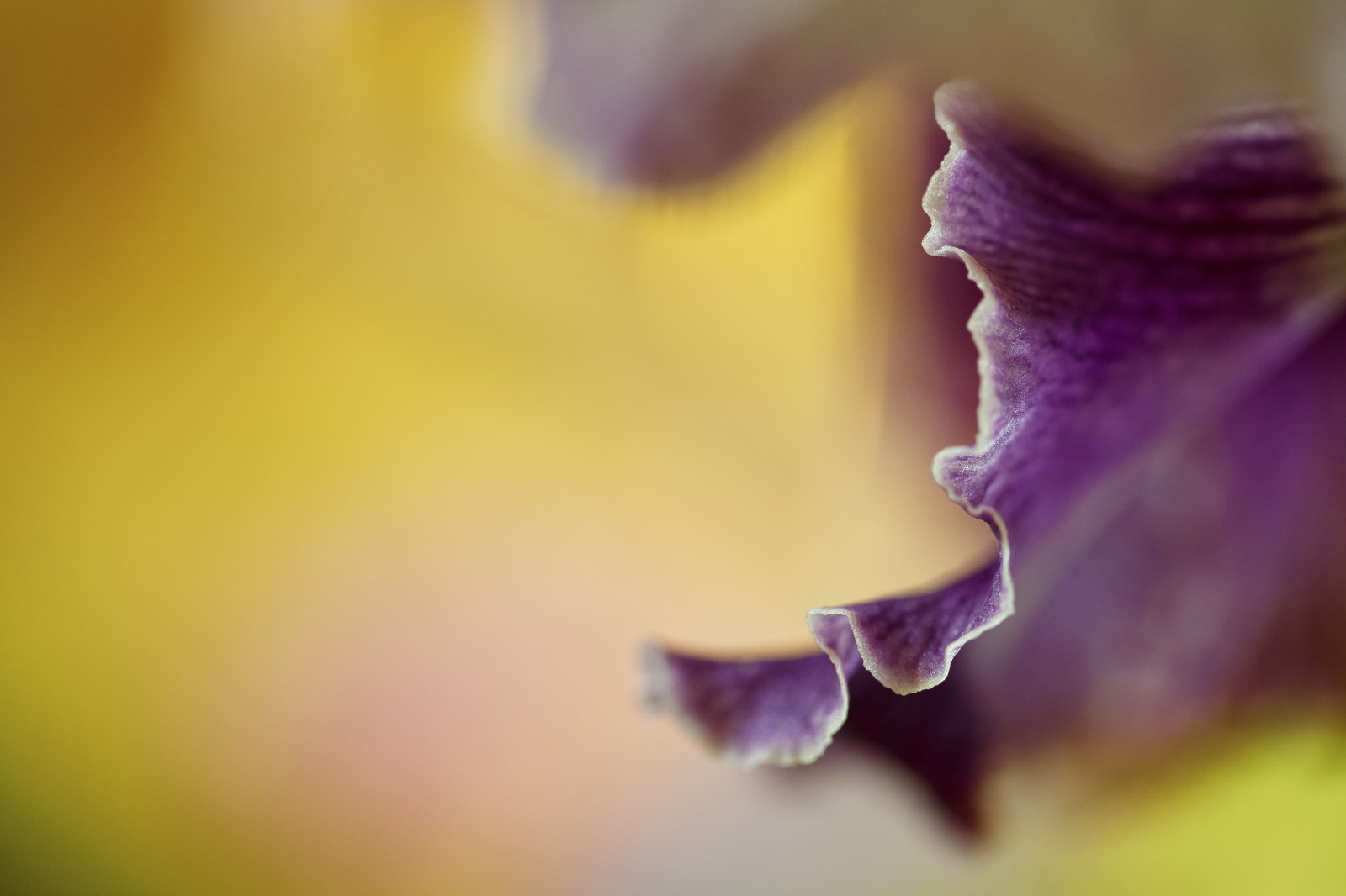 astratto, orchidee, viola, viola, avvicinamento, macro, giallo, Canone, arancia, polline, fiorire, bokeh, pastello, primavera, Cattleya, fiore, mygearandme, orchidea, flora, gdl, sfocatura, petalo, ringexcellence, dblringexcellence, tplringexcellence, pittorica, Canon5D, sfondo del computer, avvicinamento, fotografia macro, staminali vegetali, clamson, famiglia viola, f28l, volant, beautifulbokeh, pianta erbacea, Floralabstract, Floralmacro, Colorabstract, 10028l