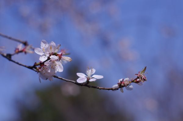Peach blossom,cherry plum,spring,spring flower