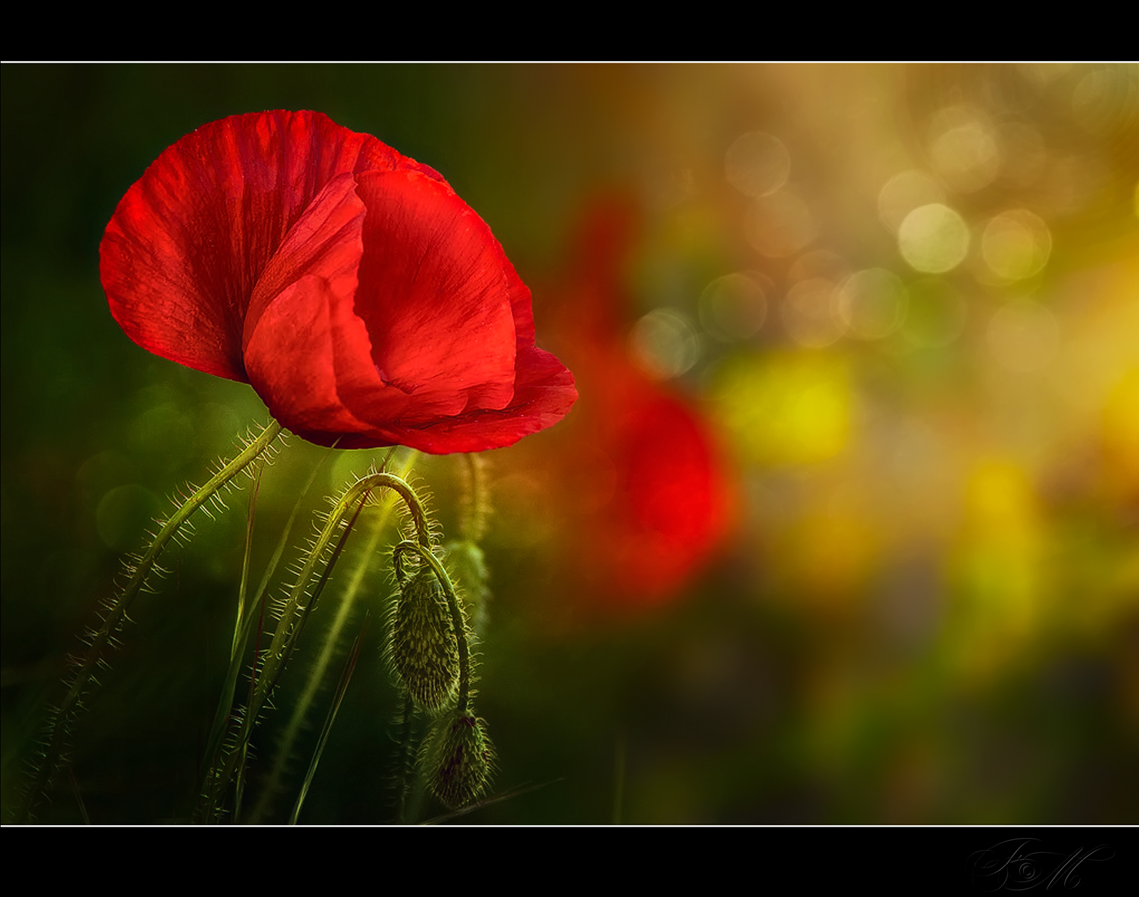 slunečnímu záření, krajina, Photoshop, Příroda, Červené, pole, fotografování, zelená, HDR, Nikon, květ, 2013, Adobe, světlo, list, květ, rostlina, Italia, mák, flóra, okvětní lístek, podrážka, sigma, obraz, obrázek, natura, štika, Photomatix, obraznost, alba, divoká rostlina, paesaggio, mediterraneo, suchozemská rostlina, kvetoucí rostlina, zblízka, makro fotografie, závod stonek, maurizio51rewinds, Papavero, mák rodina