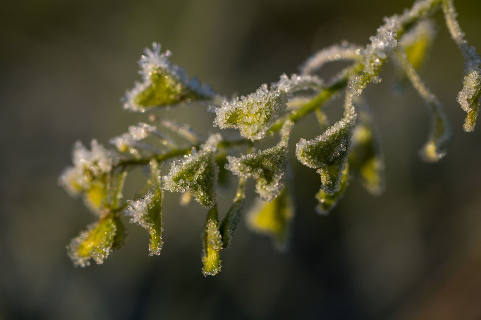 แสงแดด, ธรรมชาติ, การถ่ายภาพ, แมโคร, สาขา, สีเขียว, สีเหลือง, หนาว, น้ำค้างแข็ง, เบ่งบาน, ต้นไม้, ฤดูใบไม้ร่วง, ใบไม้, ดอกไม้, ปลูก, ฤดู, พืช, makro, natur, kallt, exif model canoneos760d, ประเทศธรณีวิทยา, กล้องทำให้ Canon, geocity, กล้องรุ่น canoneos760d, geostate, ตำแหน่งทางภูมิศาสตร์, exif ทำให้ canon, exif isospeed 100, ความยาวโฟกัส Exif 100mm, รูรับแสง 50, เลนส์ exif100mmf28lmacroisusm, ผลิต, พฤกษศาสตร์, โรงงานที่ดิน, พืชดอก, ไม้ยืนต้น, ใกล้ชิด, ไม้พุ่ม, การถ่ายภาพมาโคร, ต้นกำเนิด