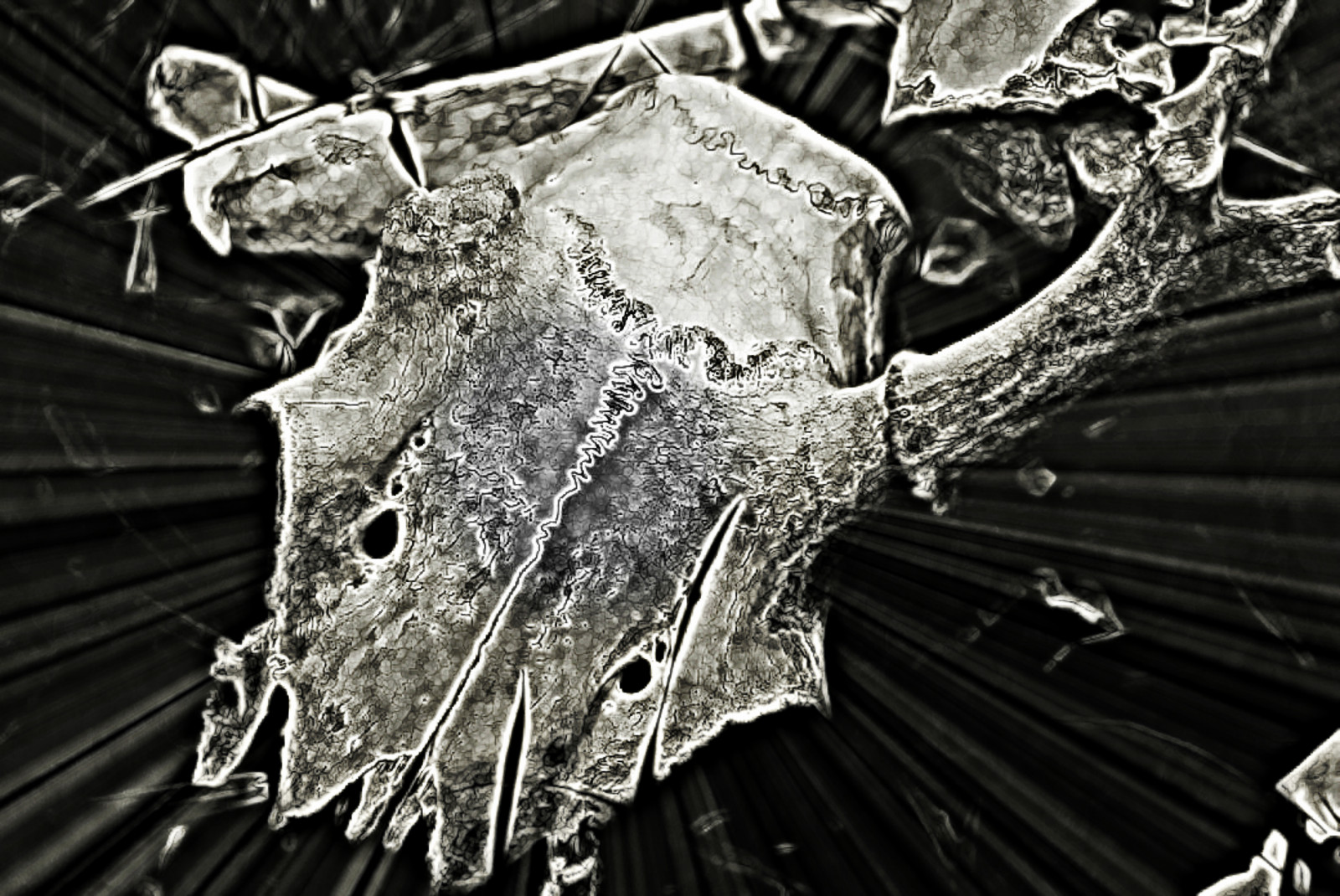 bílý, Černá, černobílý, voda, fotografování, lebka, UMĚNÍ, zvíře, podle, Antonio, obraznost, Gumm, gumm238, počítač tapeta, Černý a bílý, monochromatické fotografování, zátiší fotografování, stock photography