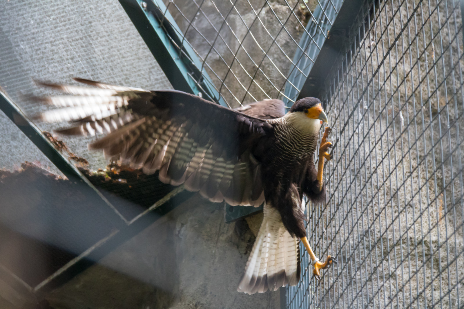 Germania, natura, Zoo, becco, Berlino, Falco, animale, uccello, djur, Germania, deutschland, zoologischergarten, berlinszoo, f gel, berlinzoo, zooberlin, Djurpark, caracaracheriway, northerncaracara, nordligtofskarakara, ala, fauna, appollaiati uccelli, vertebrato
