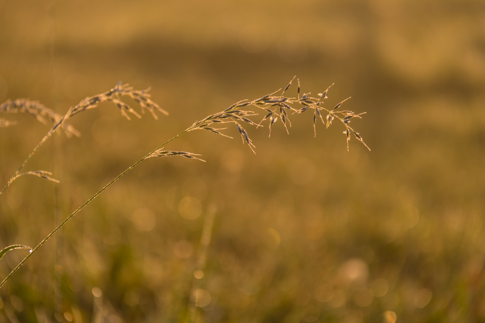 luce del sole, paesaggio, natura, erba, campo, ramo, Alba, Grano, steppa, autunno, foglia, fiore, prateria, pianta, flora, campagna, landsbygd, soluppg ng, s dersl TT, Landskap, agricoltura, prato, Fiore di campo, prateria, habitat, ambiente naturale, impianto di terra, pianta fiorita, avvicinamento, fotografia macro, famiglia di erba, staminali vegetali, Phragmites