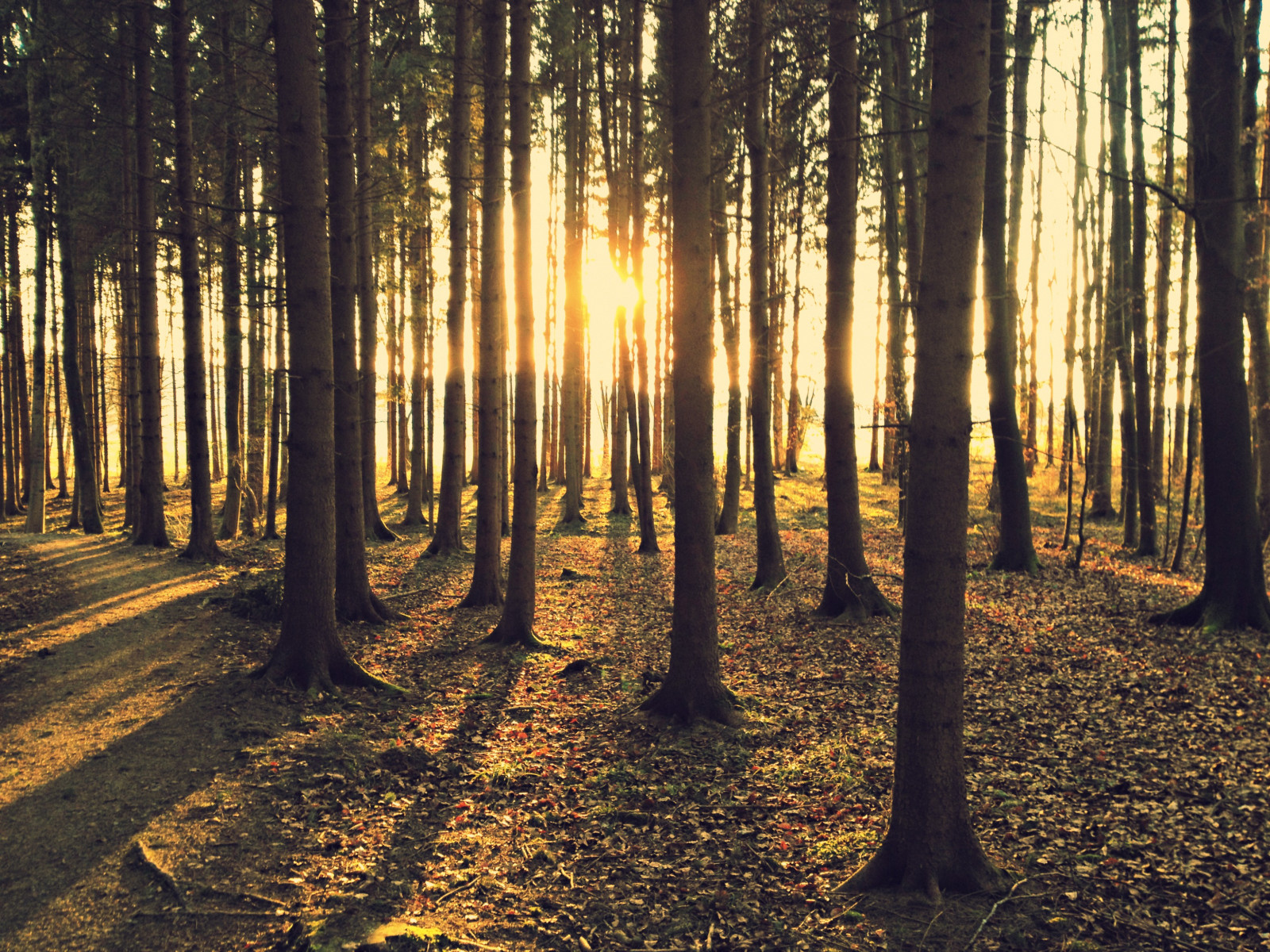 Příroda, les, zálesí, strom, cesta, háj, slunečnímu záření, světlo, ráno, opadavý, atmosféra, mírné jehličnatý les, biome, podzim, kufr, spruce fir forest, prales, větev, smíšený les, večer, nebe, počítač tapeta
