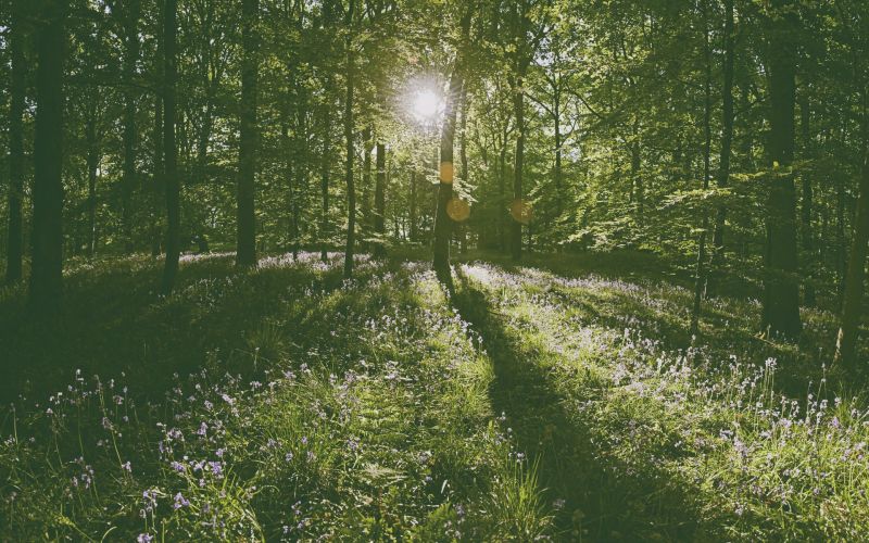sunlight, trees, forest, nature, fall, leaves sunlight, trees, forest, nature, fall, leaves