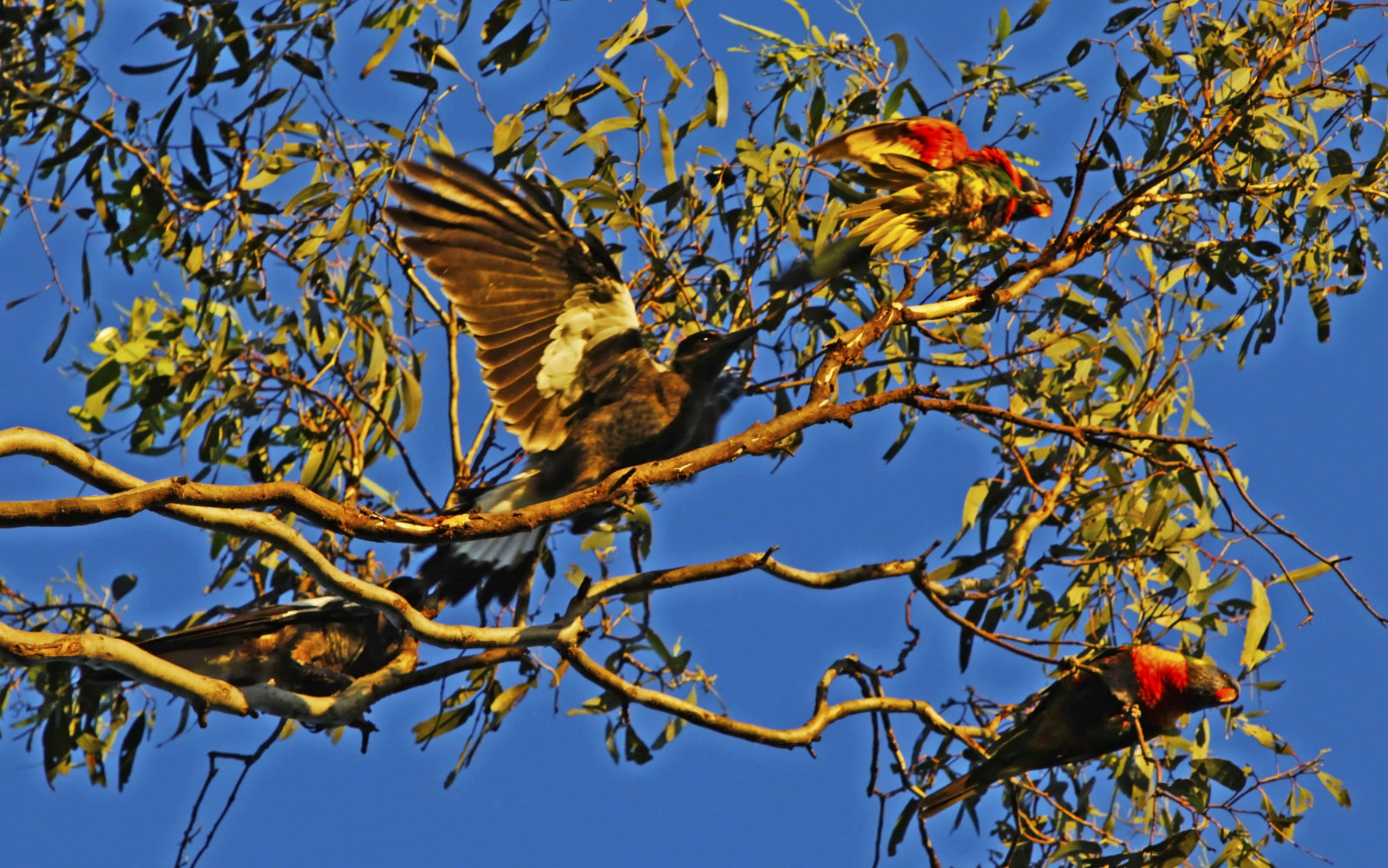 letní, Příroda, večer, inflight, Volně žijících živočichů, Papoušek, Austrálie, modrá obloha, Victoria, rainbowlorikeet, influenza, národní geografie, ptáčník, Turfwar, trichoglossushaematodus, australianmagpie, Gymnorhinatibicen, closetonature, Westerfoldspark, concordians
