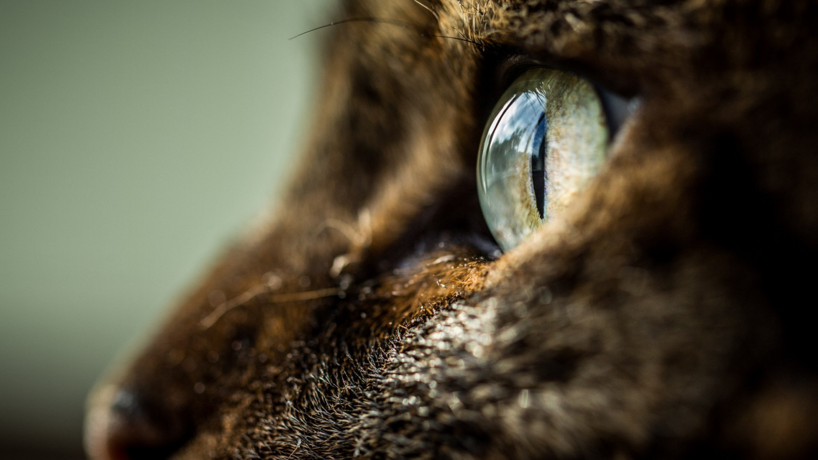 kucing, hewan, mata, alam, fotografi, margasatwa, hidung, cambang, kepala, mata, fauna, binatang menyusui, organ, merapatkan, kucing seperti mamalia, fotografi makro, kecil untuk kucing berukuran sedang
