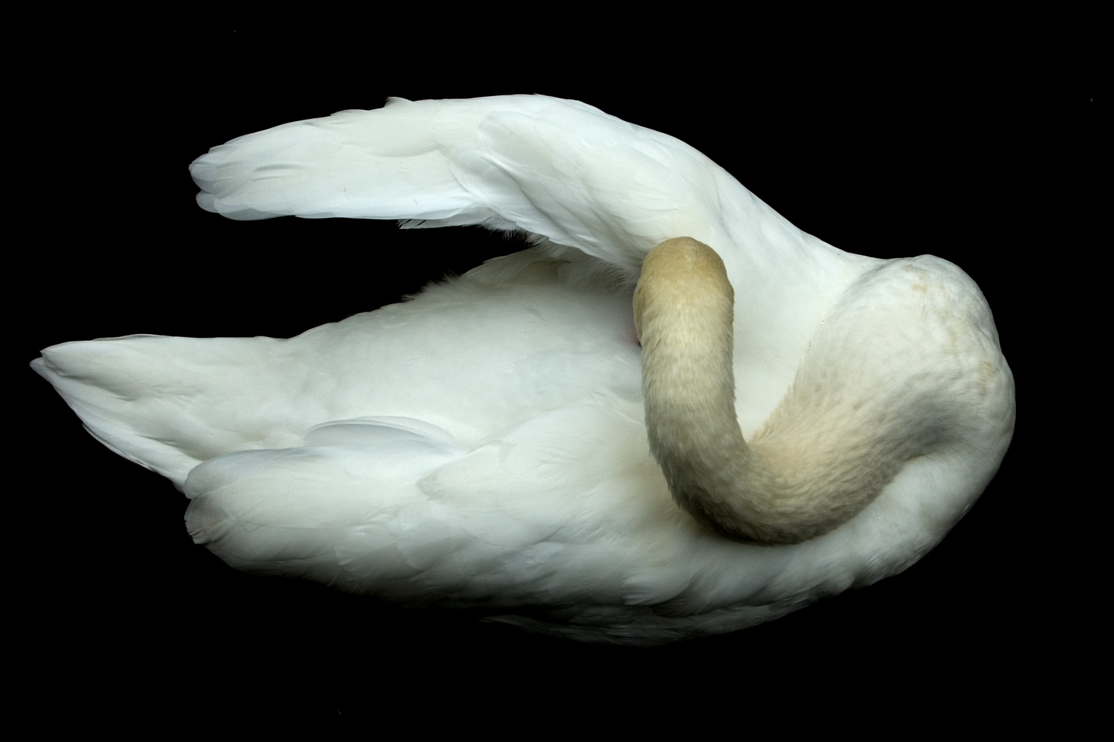 d50, labuť, grandriver, Ztlumit, Elora, onblack