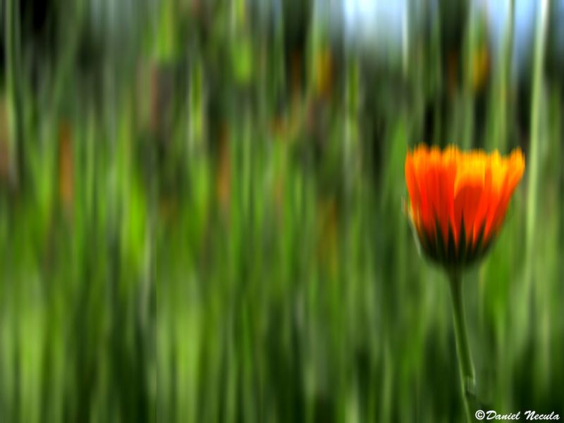 floare, plantă, flori sălbatice, floră, iarbă, a închide floare, plantă, flori sălbatice, floră, iarbă, a închide